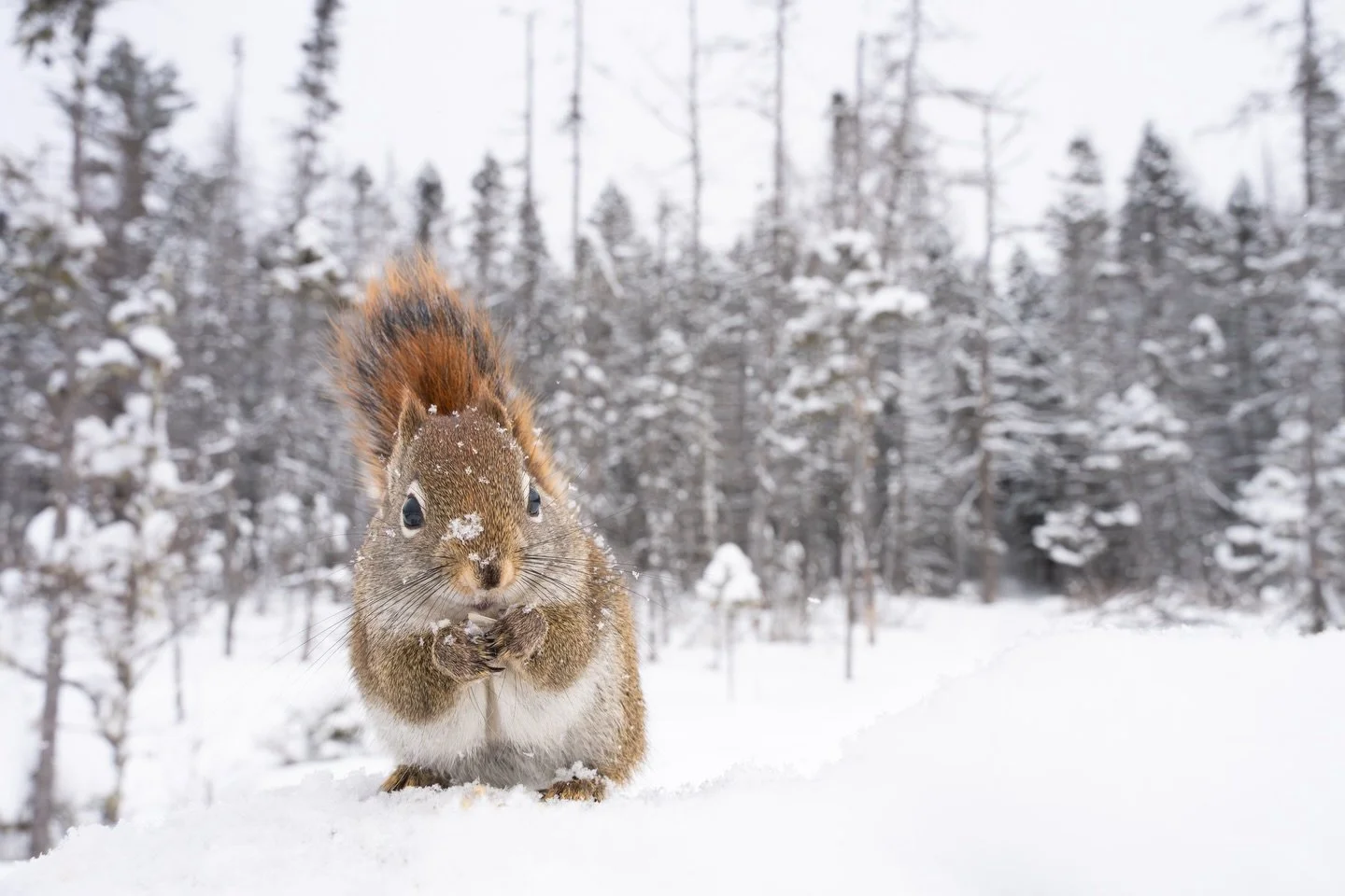 During the most recent snowstorm to sweep across much of the U.S., I headed into Vermont&rsquo;s Northeast Kingdom. While there, I spent a long stretch of time with an incredibly friendly red squirrel. It was a species I hadn&rsquo;t yet properly pho