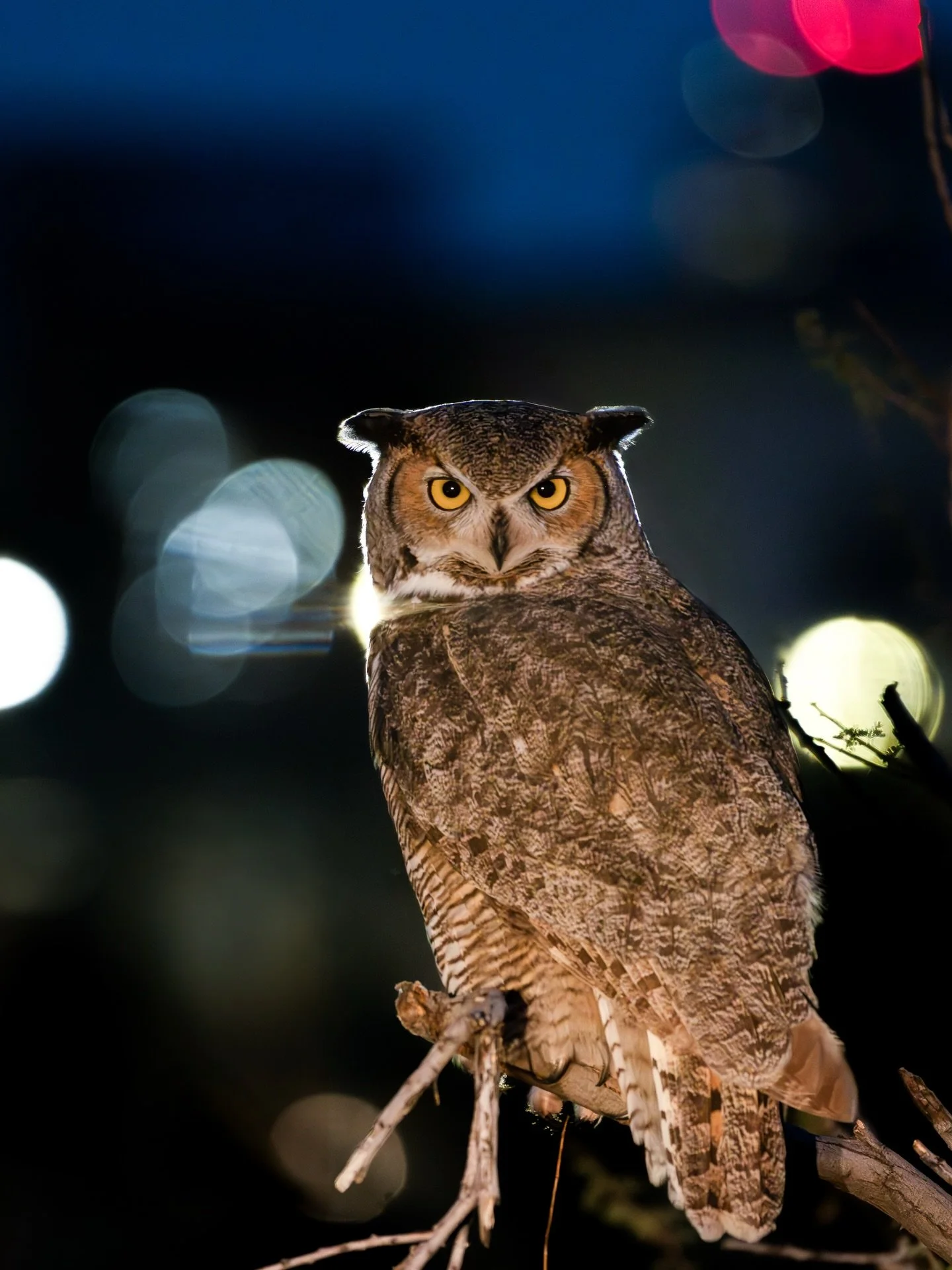 Great Horned Owls (GHO) have been a species I&rsquo;ve wanted to photograph for a very long time. I never expected that moment to come in downtown Phoenix of all places. This pair of GHOs call a small park in downtown Phoenix home. The park is surrou