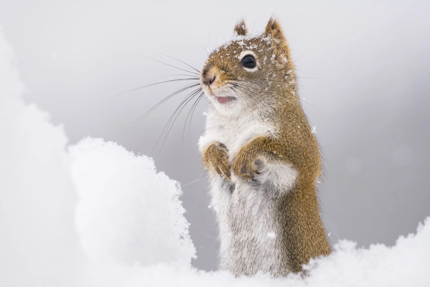 During a snowstorm that swept across much of the U.S. this winter, I headed into Vermont&rsquo;s Northeast Kingdom. While there, I spent a long stretch of time with an incredibly friendly red squirrel. It was a species I hadn&rsquo;t yet properly pho