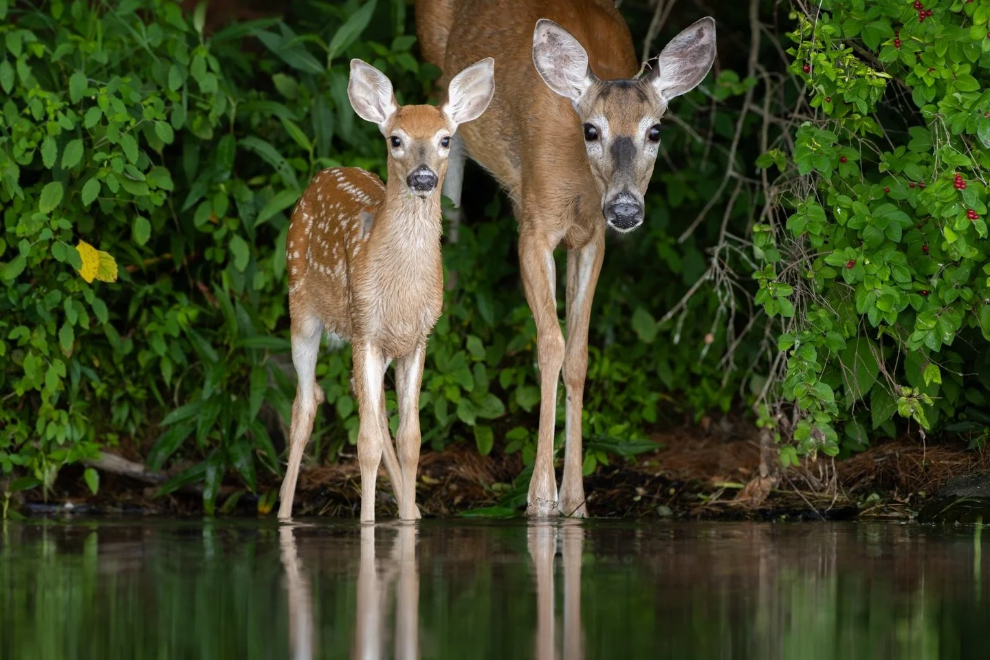 It&rsquo;s officially the first day of spring! Of course, we had a snowstorm today here in Vermont, but it got me thinking of greener days. So enjoy some of my favorite images that make me think of spring!

#spring #wildlife #nanpapix #nature #vermon