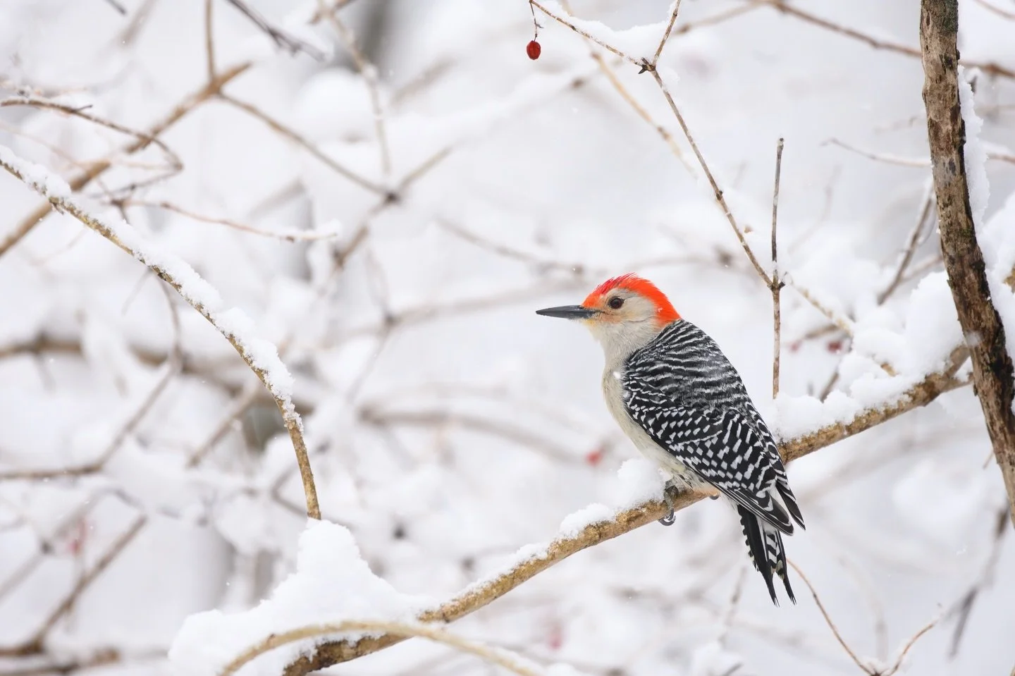 A red-bellied woodpecker stops on a snow-covered perch. If you&rsquo;re anything like me, the name of this species probably confused you.

So I looked into it&hellip; and unfortunately, it&rsquo;s a pretty boring story. The species was identified in 
