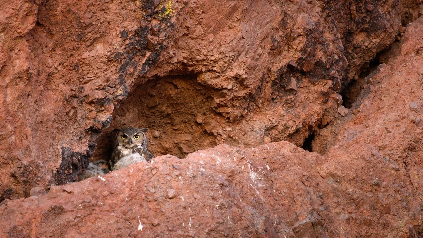 This will probably end up being one of the coolest nests I&rsquo;ll ever photograph.

Just off a very famous short trail in Arizona, a pair of Great Horned owls chose a beautiful red rock crevice for their nest. I spent about four mornings and evenin