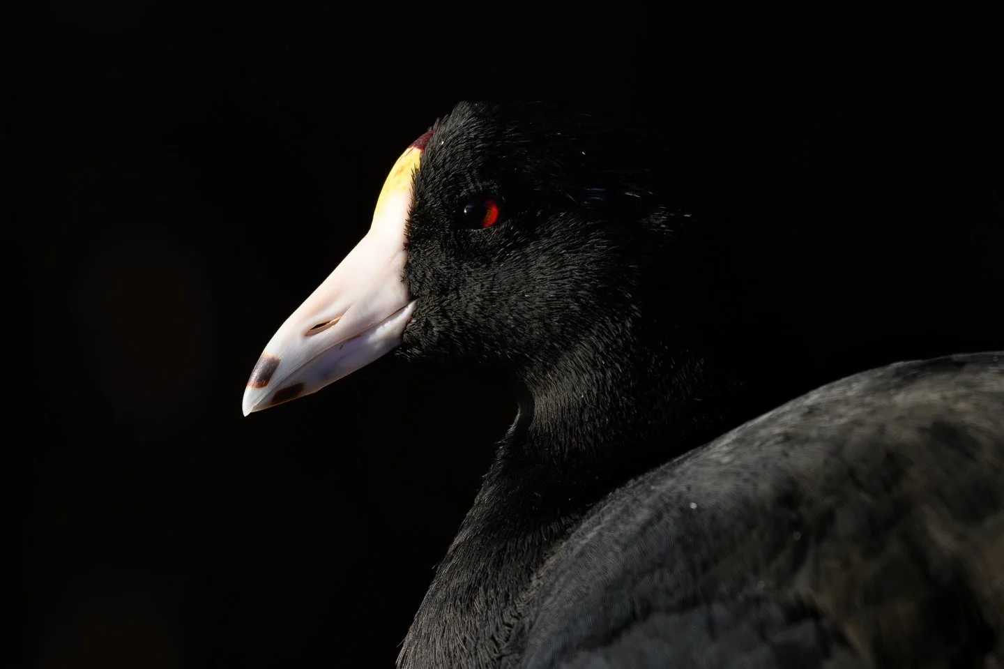 Most times, once the morning light is gone on clear-sky days, I pack up and leave. But this was my first morning in Arizona, and it was pretty unsuccessful, so I decided to stay a bit longer and hope something would happen.

As I walked around the pa