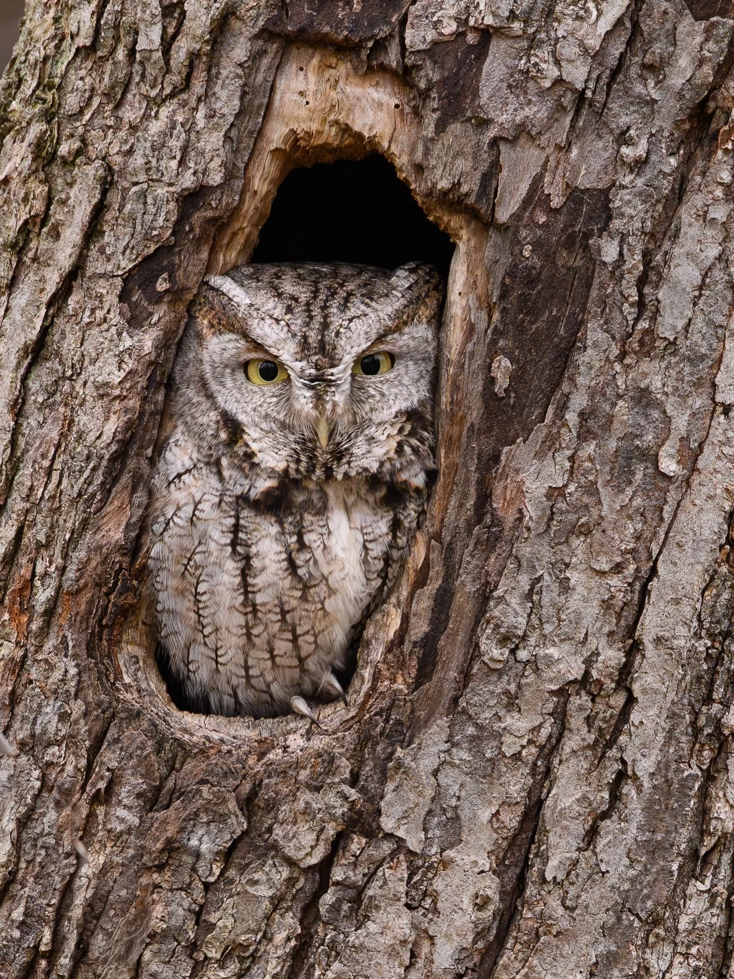 Happy Earth Day! 🌎🌳🦉

This morning, I was treated to exactly what I needed to respark my wildlife photography here in Vermont. I headed out in search of an old barred owl friend, but when I had no luck, I decided to check out a location where I&rs