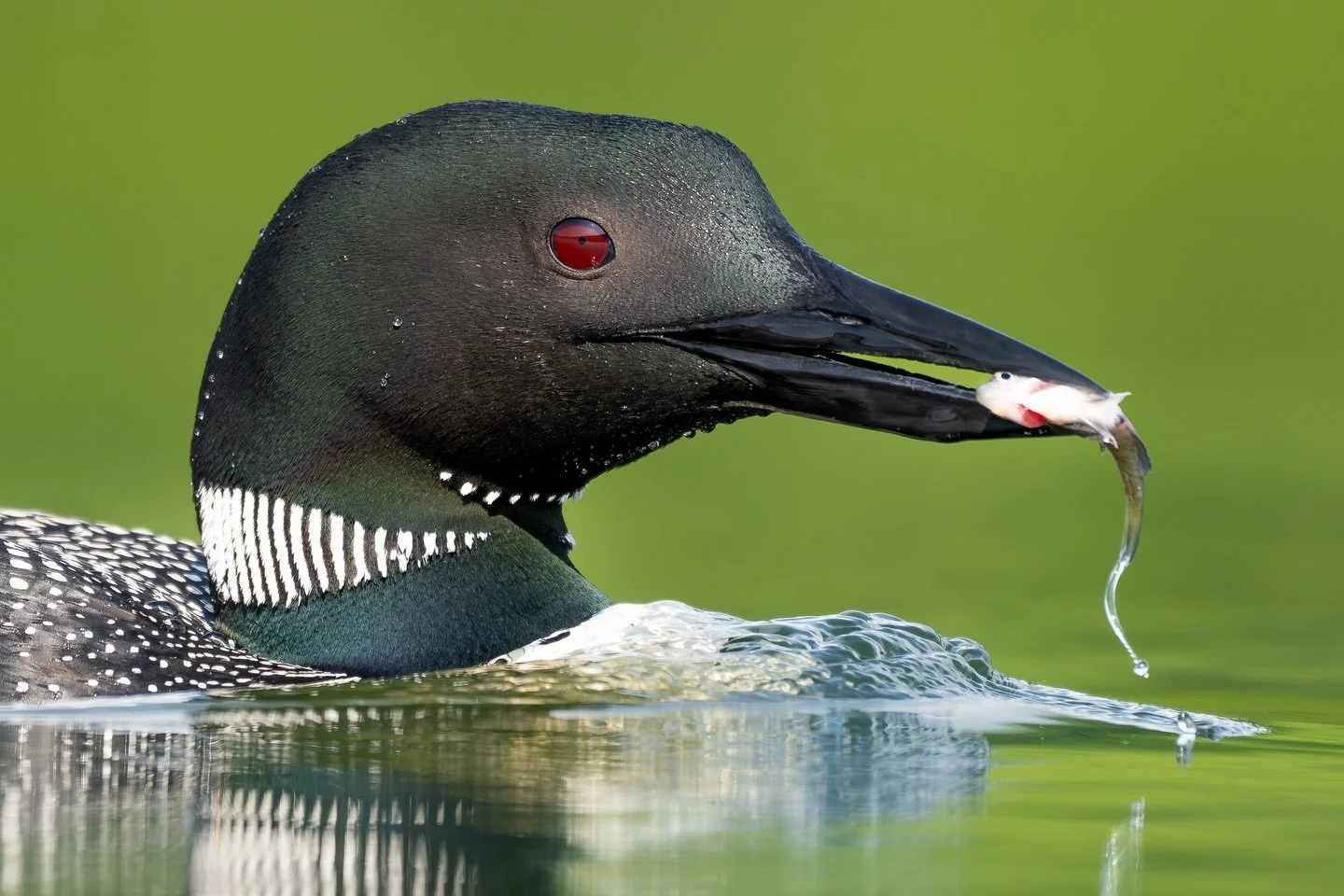 One of my goals when I first began photographing Common loons was to capture a portrait of an adult with food in its beak against a nice green background. I didn&rsquo;t anticipate just how difficult this would be. The most challenging part was that 