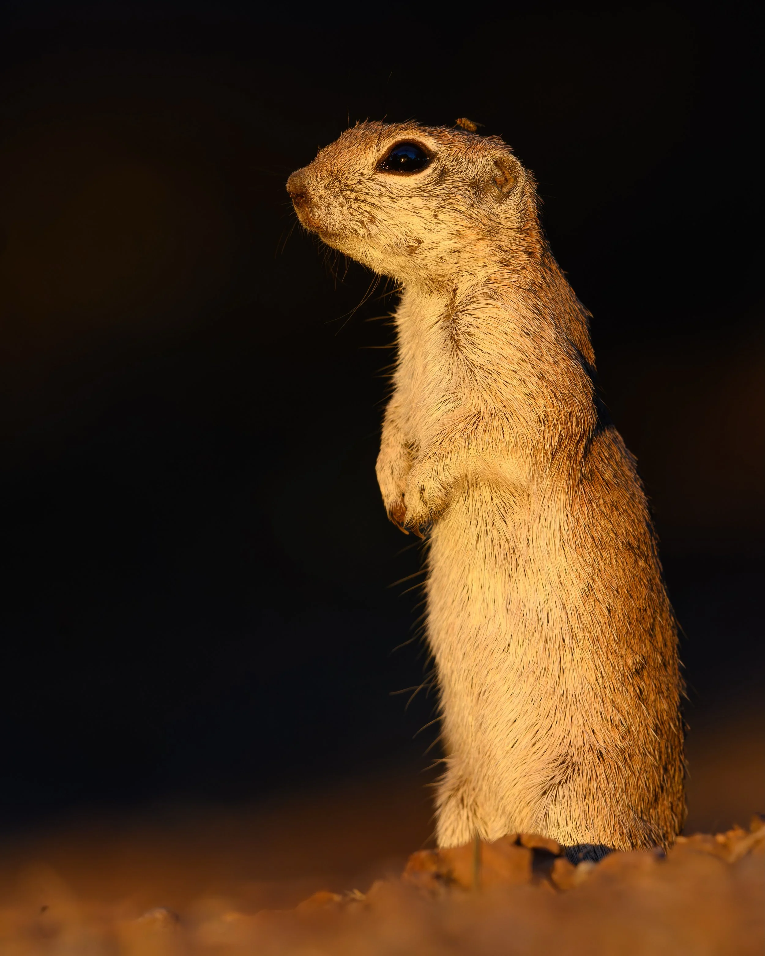 The adorable round-tailed squirrels were a species I first saw a few years back in Arizona, and they instantly became one I wanted to photograph. But aside from one failed attempt this past winter, I hadn&rsquo;t fully committed to capturing an image