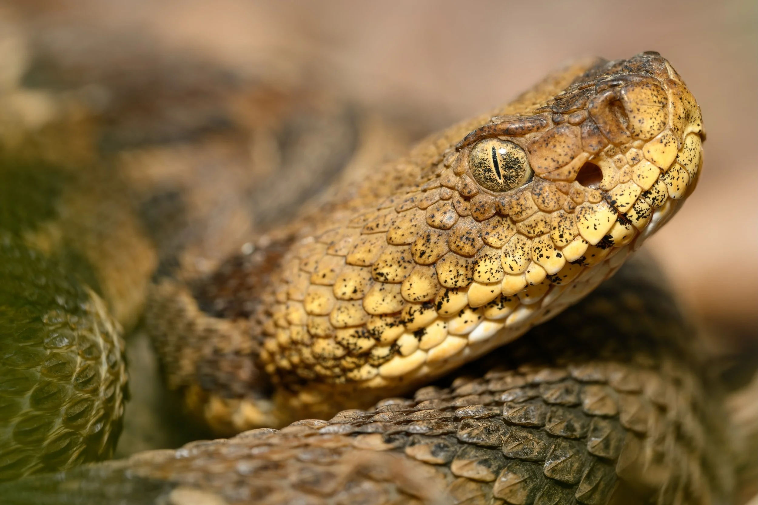 The Timber Rattlesnake is one of Vermont&rsquo;s most controversial and misunderstood species. With a bounty on their heads until 1971, they were hunted extensively. However, in 1987, they were listed as a state-endangered species and retain that cla