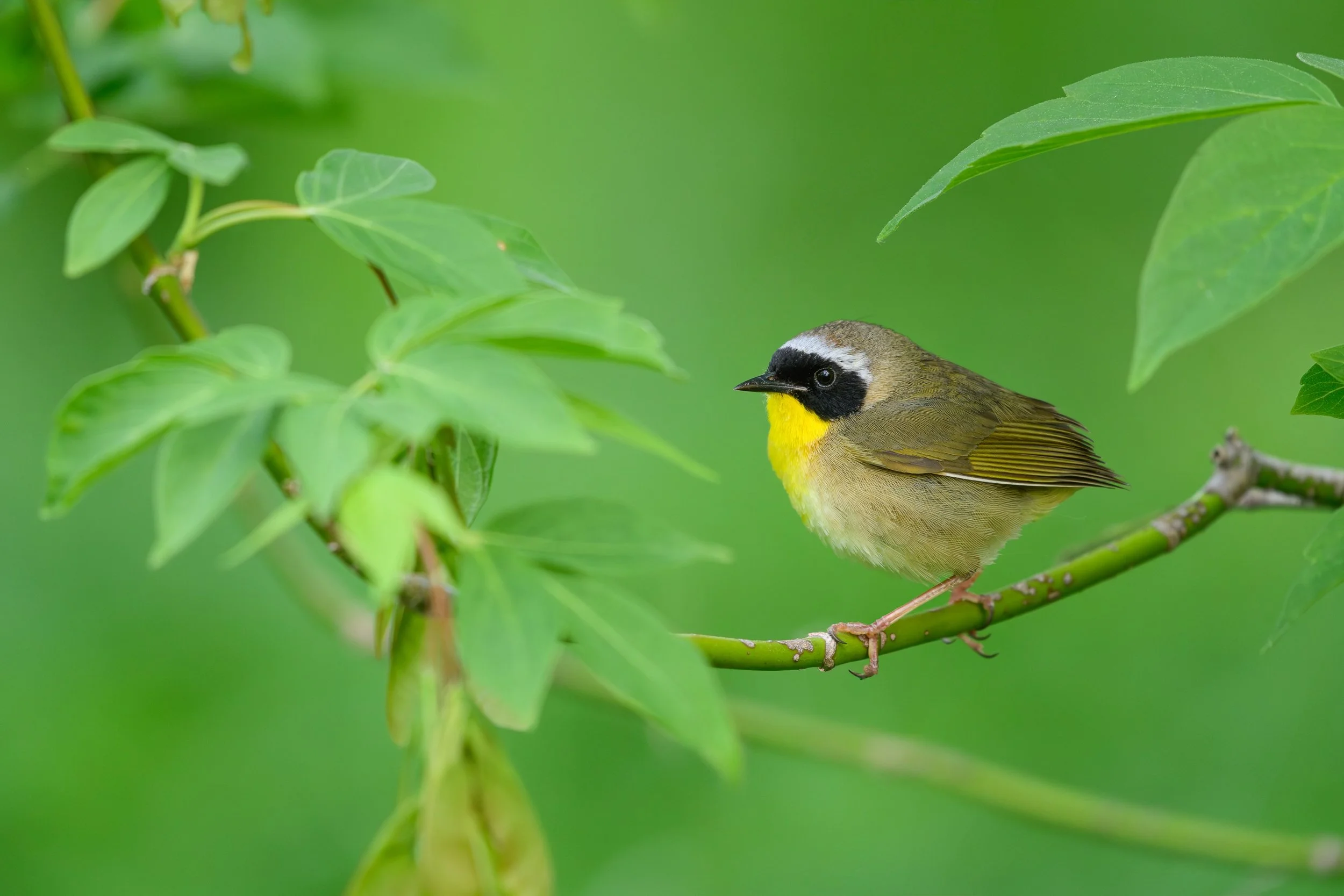 This May, during the warbler migration, I explored a new location that I had never visited before. The area turned out to be extremely popular with common yellowthroats. I was able to identify five or six territories, though most were non-photogenic 