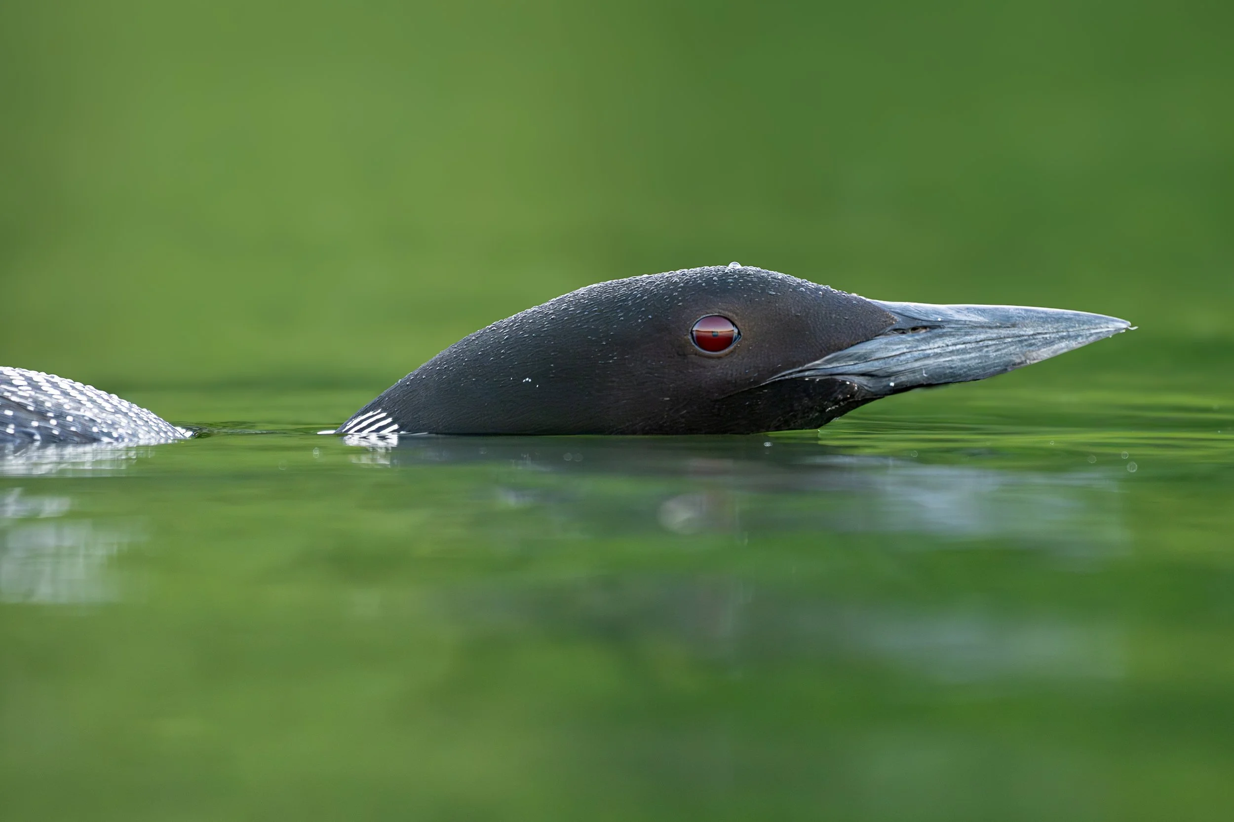DSC_7698.jpg