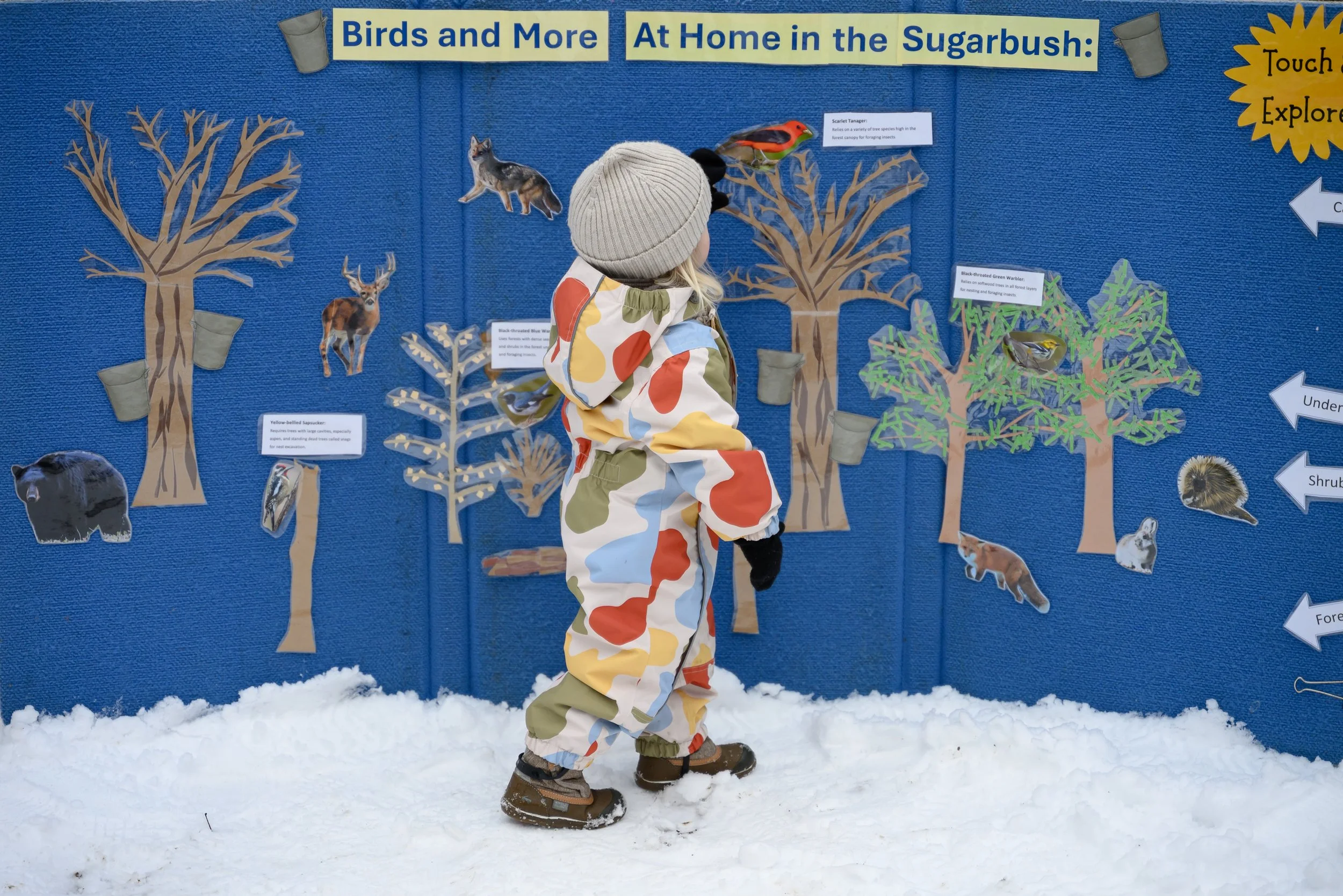 Young child dressed in camouflage winter clothing standing on snow in front of a blue educational display about birds and other animals in a sugarbush, with illustrations of trees, animals, and informational signs on the display.