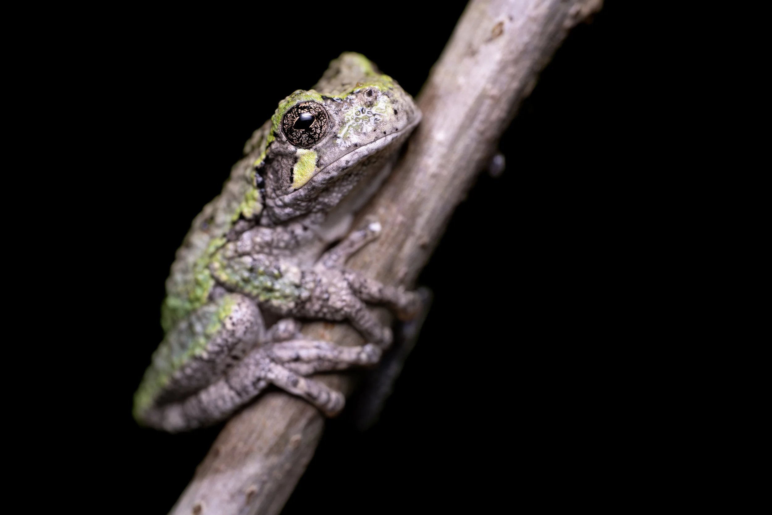 Spring Wildlife &amp; Wildlife Photography in Vermont
