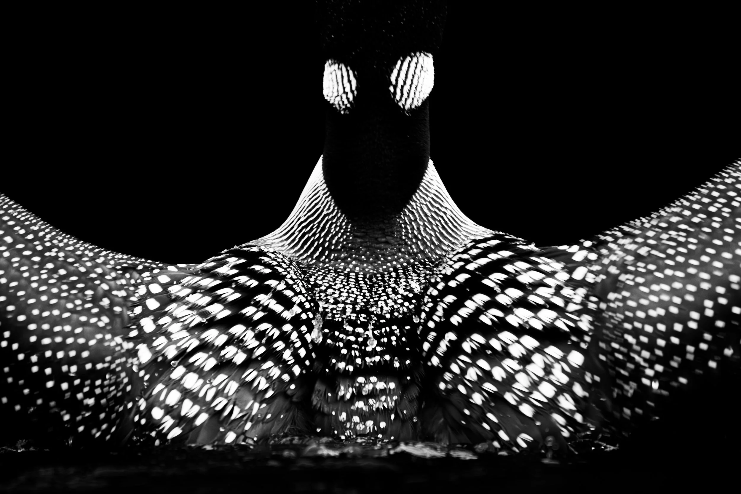 Vermont-Fine-Art-Black-and-White-B&W-Portrait-Wildlife-Bird-Common-Loon-Photography.jpg
