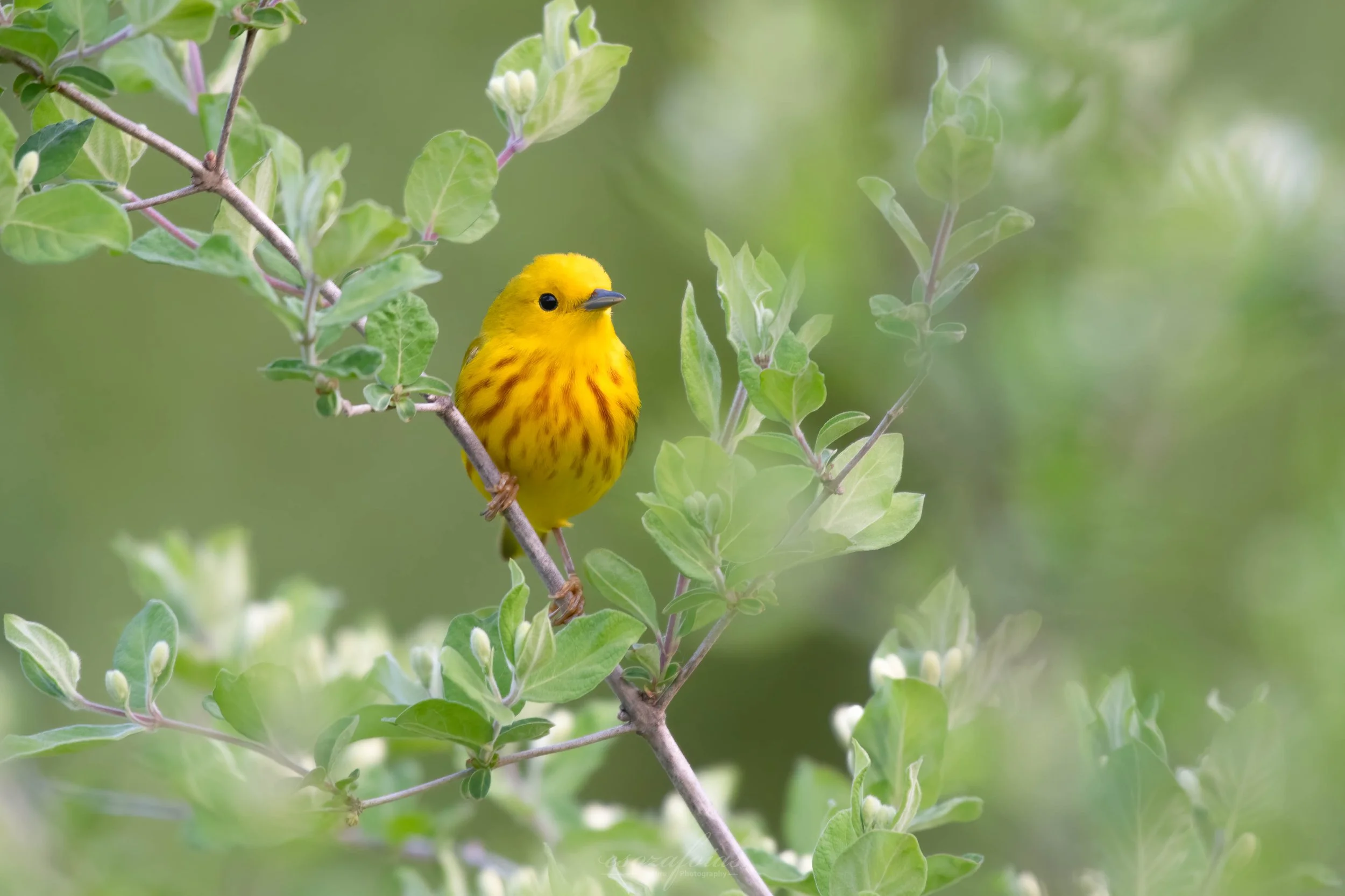 Vermont-Portrait-Yellow-Warbler-Bird-Wildlife-Photography.jpg (Copy)