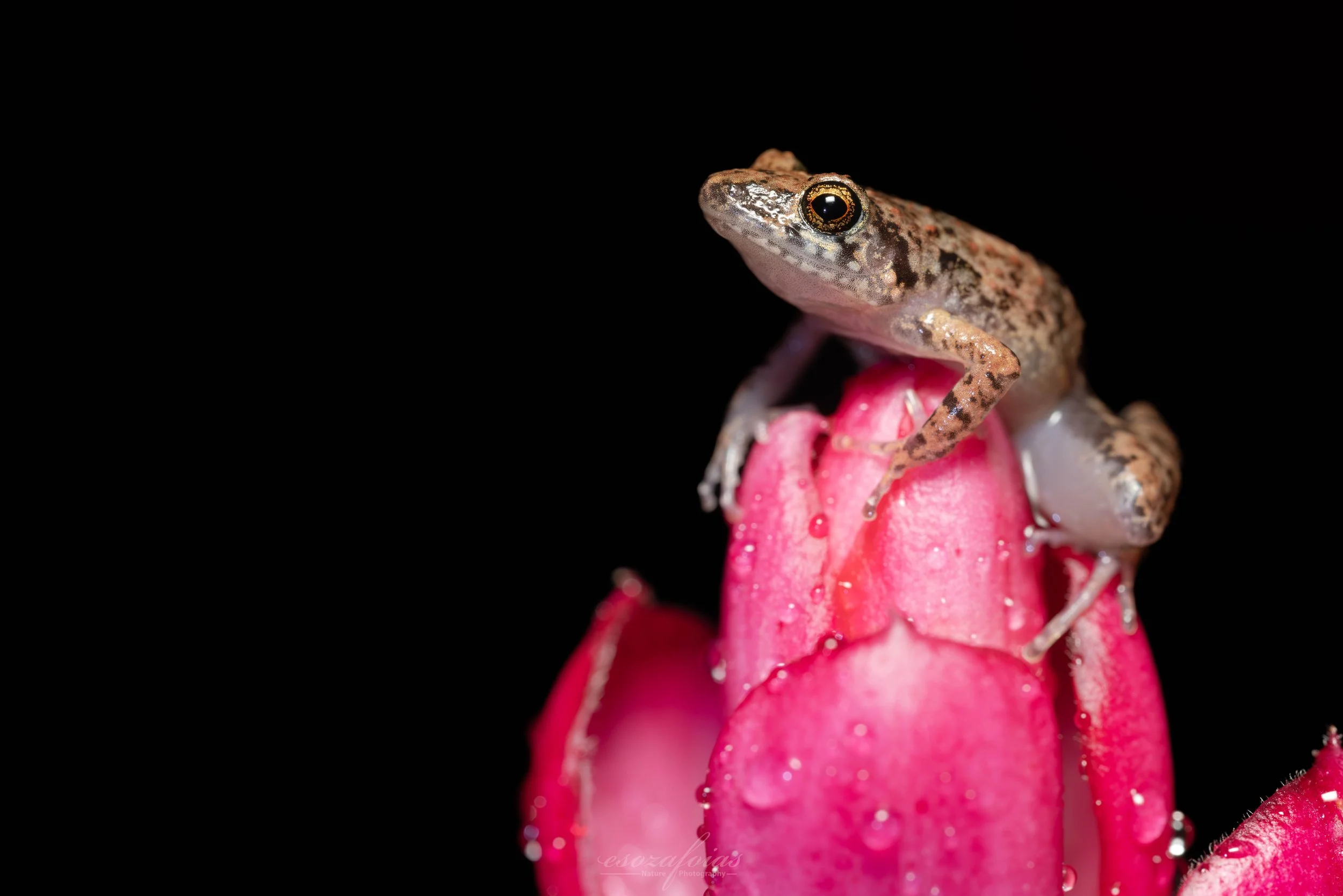 Hawaii-Portrait-Flower-Greenhouse-Frog-Amphibian-Wildlife-Photography.JPG