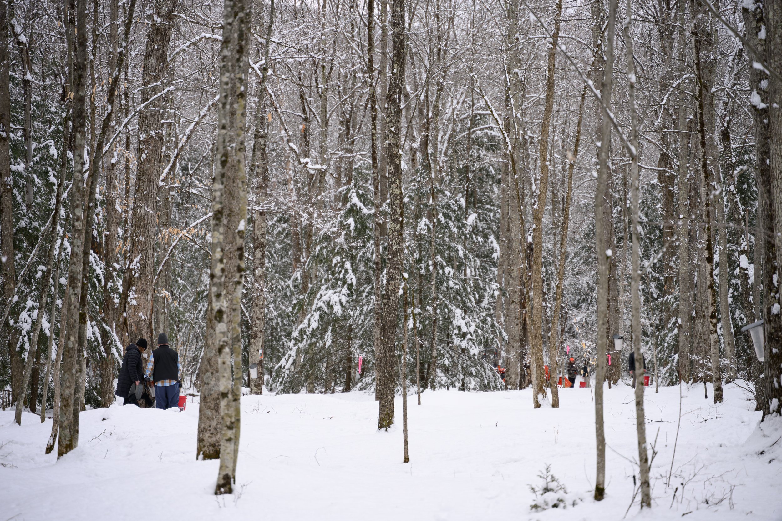 People walking in a snowy forest with bare trees and snow-covered ground.