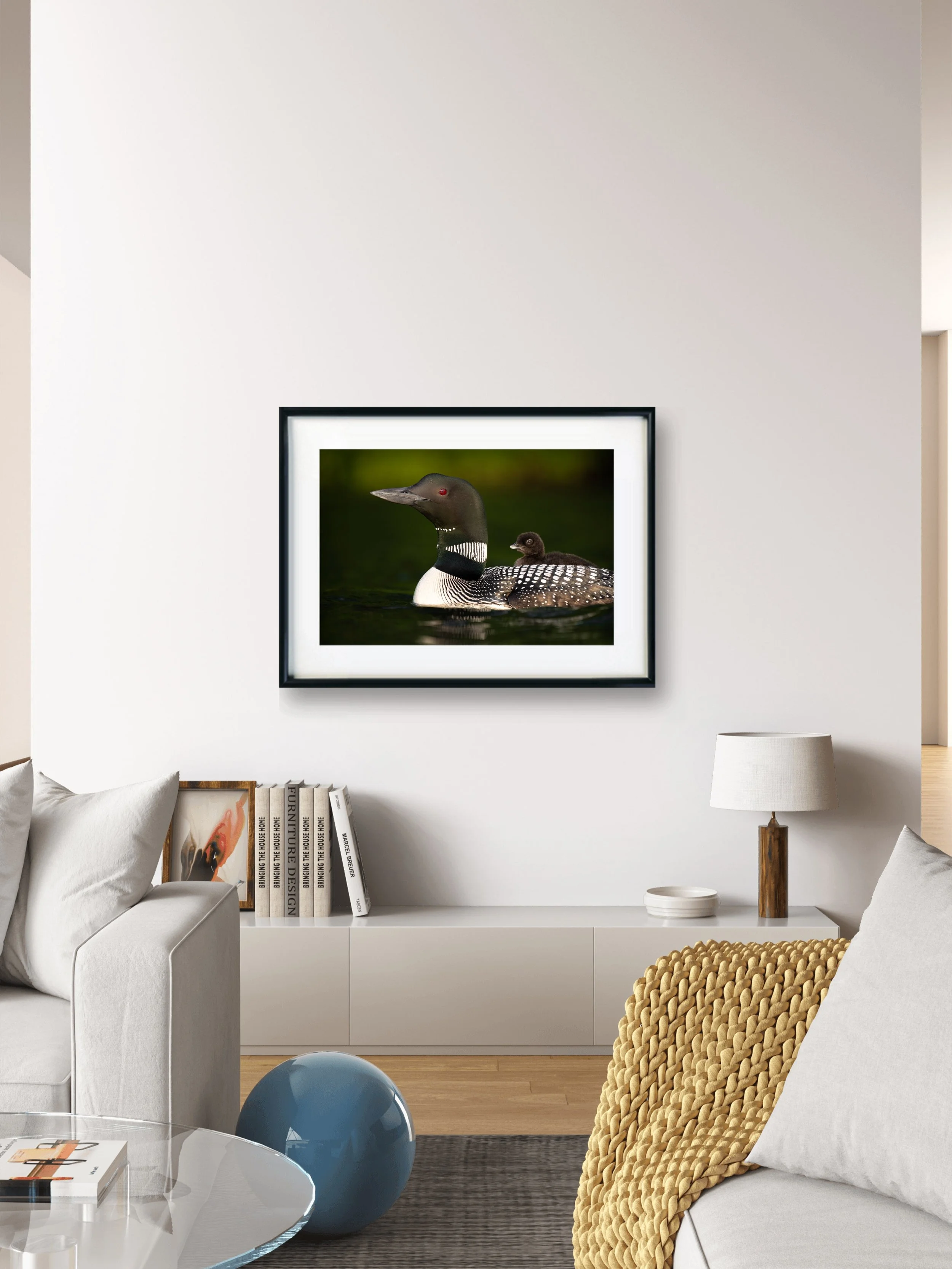 Unconditional Love - Common Loon From Colchester, Vermont | Wildlife Photography Print