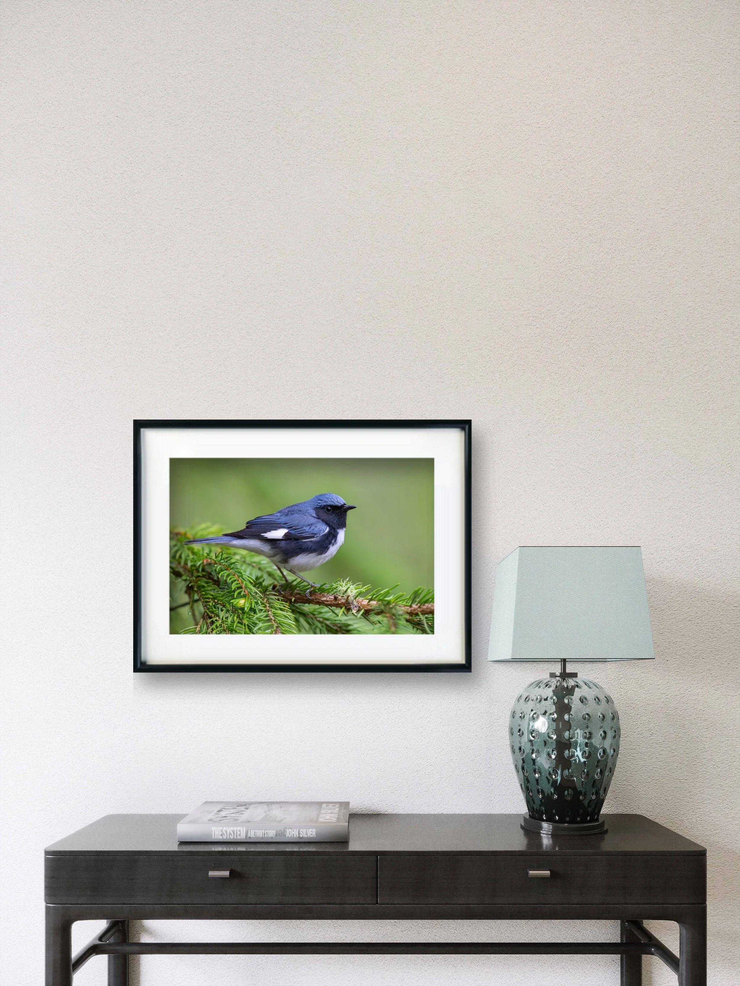 Black-throated Blue Warbler - Barre, Vermont | Wildlife Photography Print