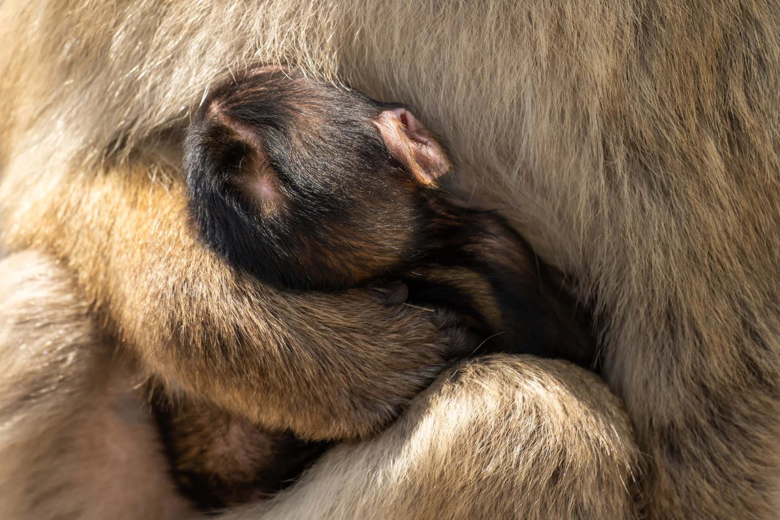 Baby-Wildlife-Mammal-Monkey-Barbary-Macaques-Gibraltar-Photography.jpg