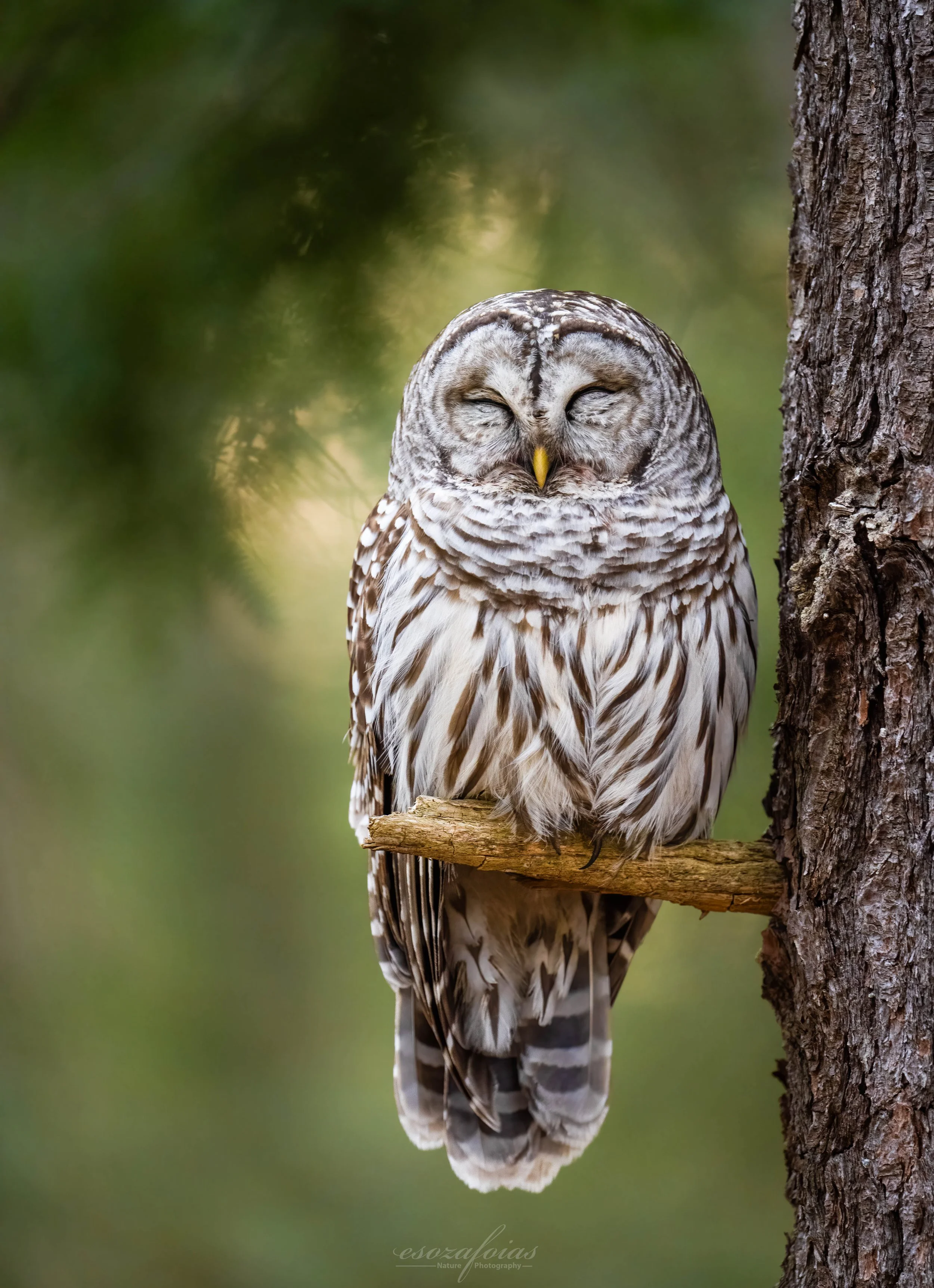 Vermont-Portrait-Sleeping-Green-Barred-Owl-Bird-Wildlife-Photography.JPG (Copy)
