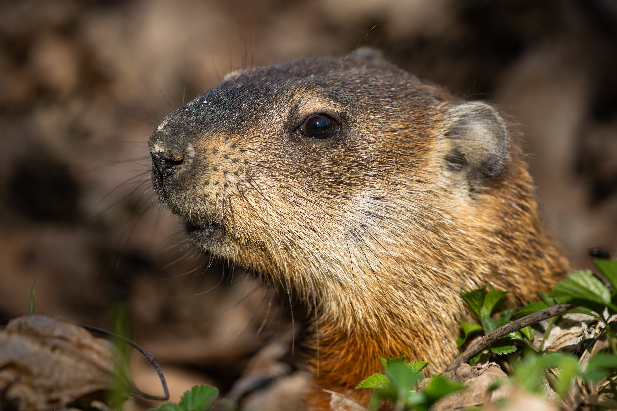 Vermont-Portrait-Rodent-Mammal-Groundhog-Wood-Chuck-Wildlife-Photography.jpg