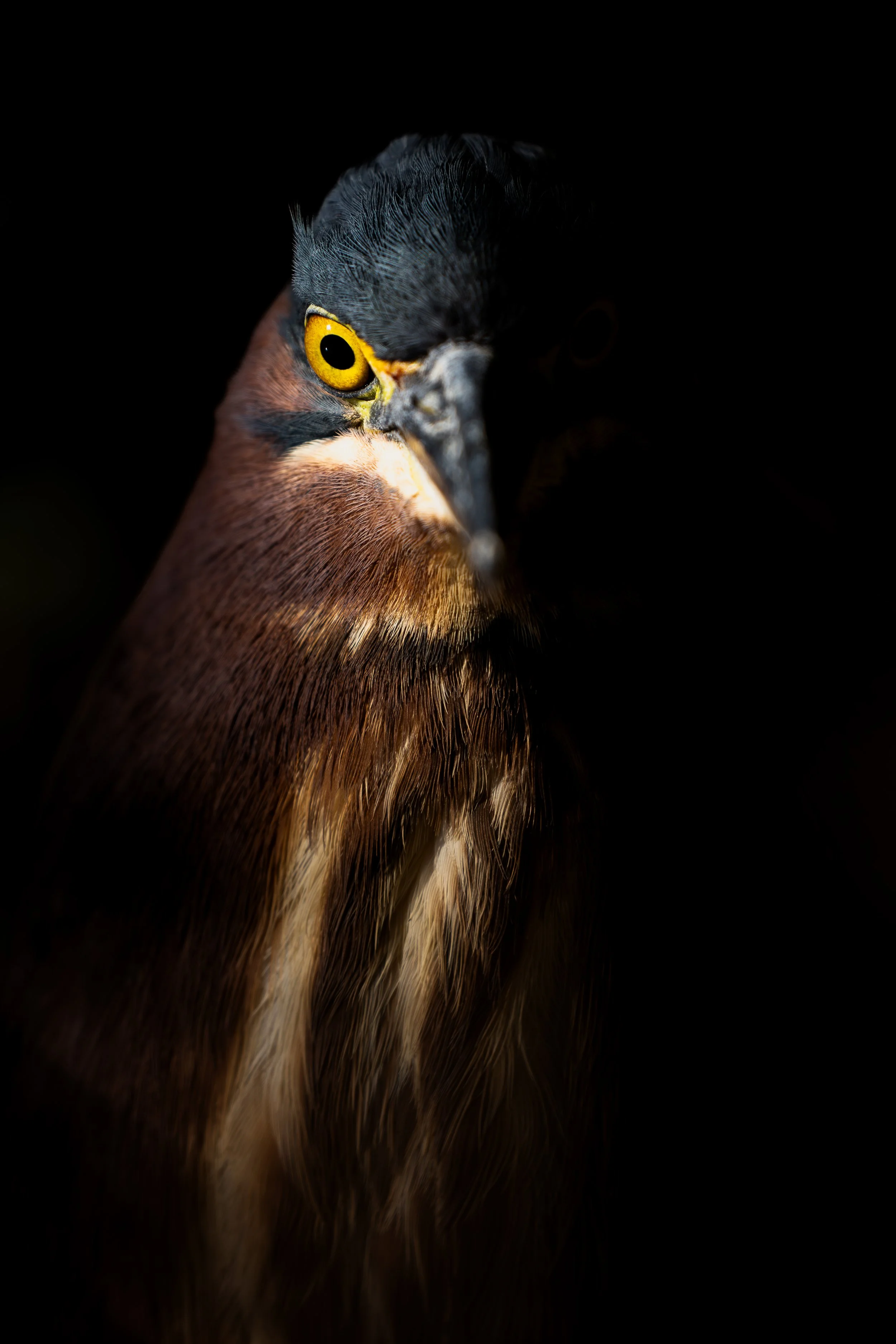 Vermont-Arizona-Portrait-Dramatic-Shadows-Green-Heron-Bird-Nature-Wildlife-Photography.jpg
