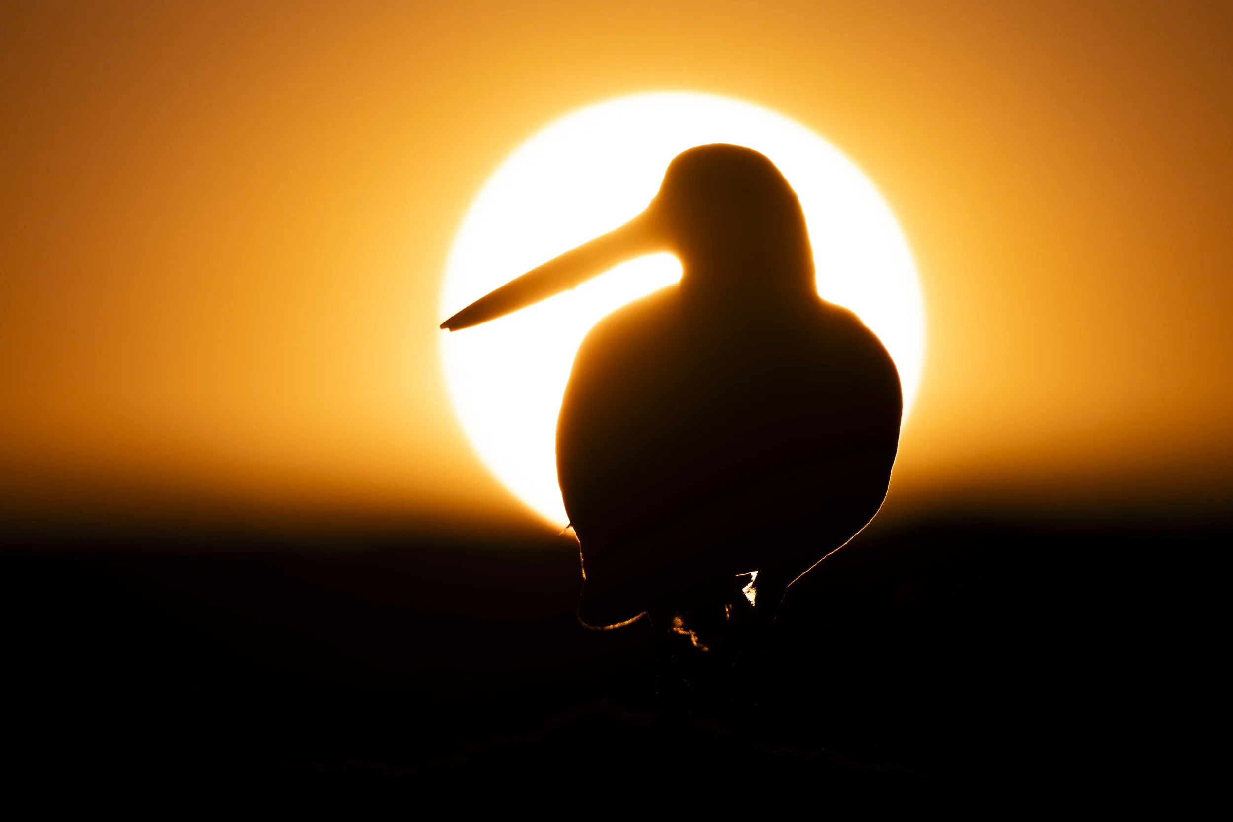 New-York-Sunset-Sihlouette-American-OystercatcherBird-Wildlife-Photography.JPG