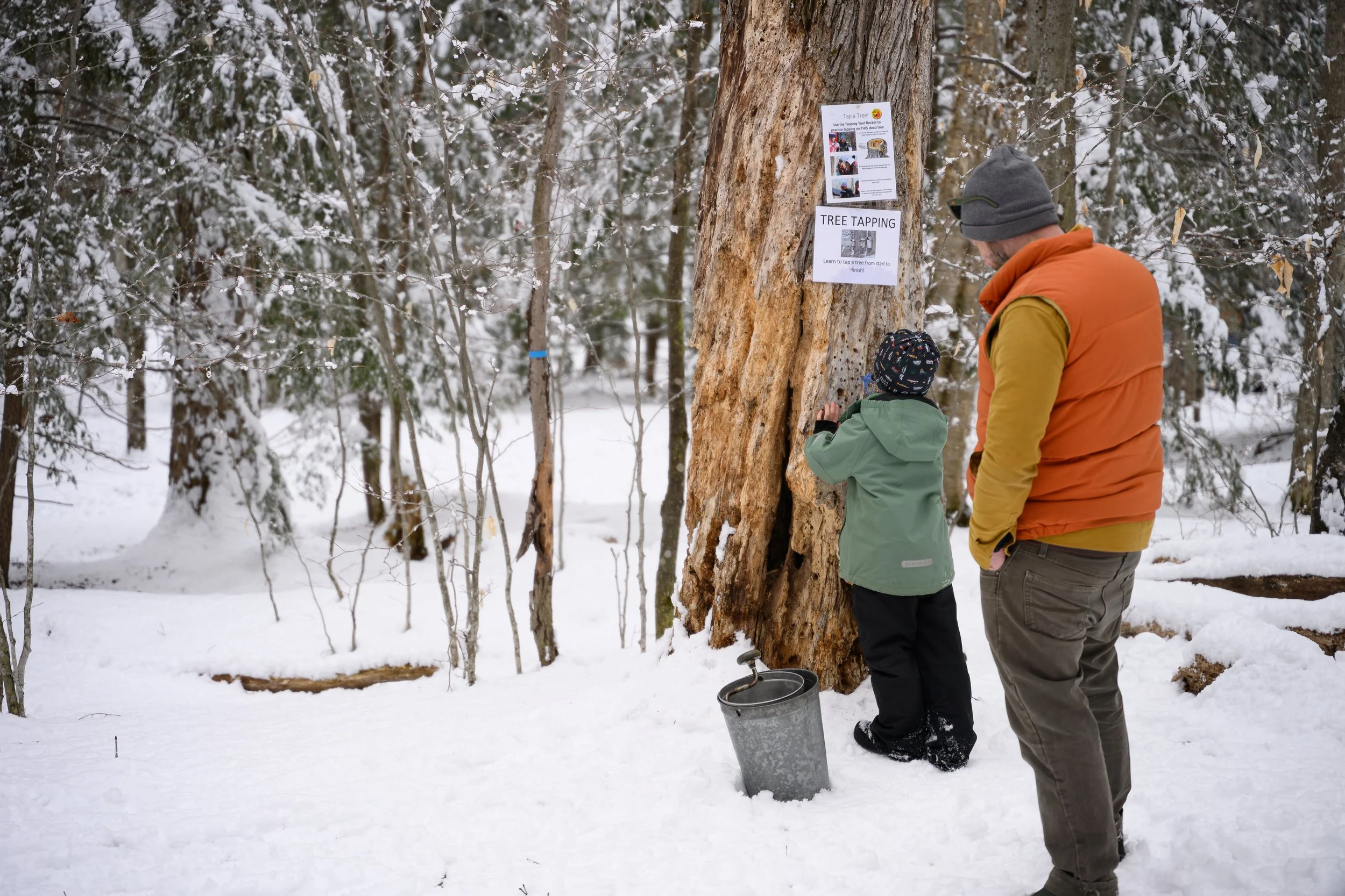 A man and a child engaging in tree tapping in a snowy forest, with informational signs on the tree about tapping techniques.