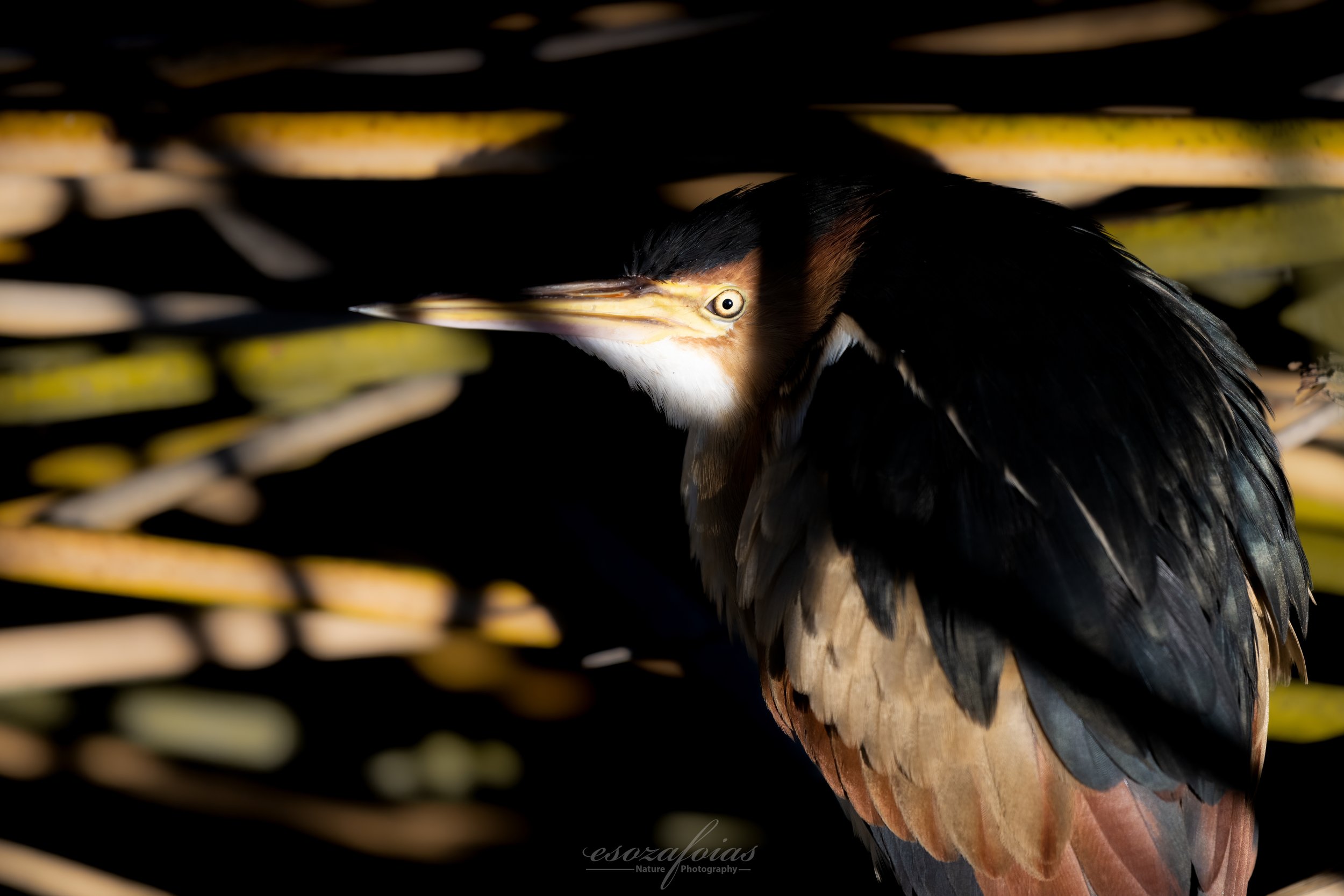 Arizona-Portrait-Wildlife-Bird-Least-Bittern-Photography.JPG