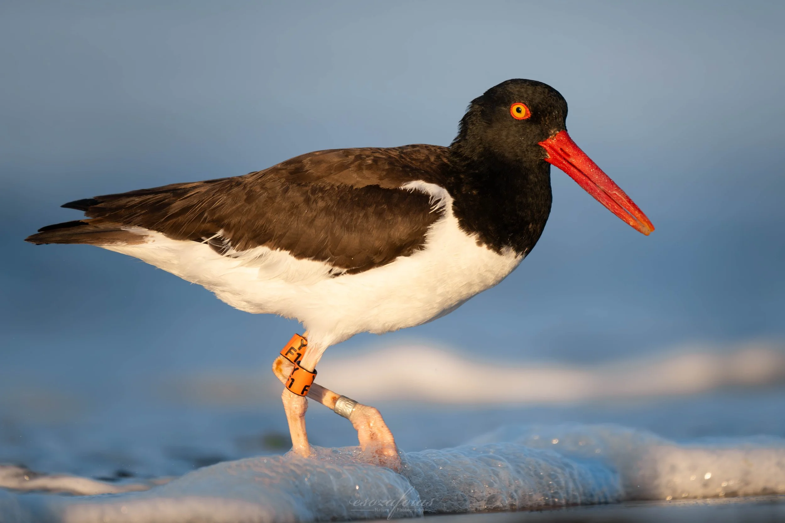 New-York-Portrait-Waves-Banded-American-Oystercatcher-Bird-Wildlife-Photography.JPG