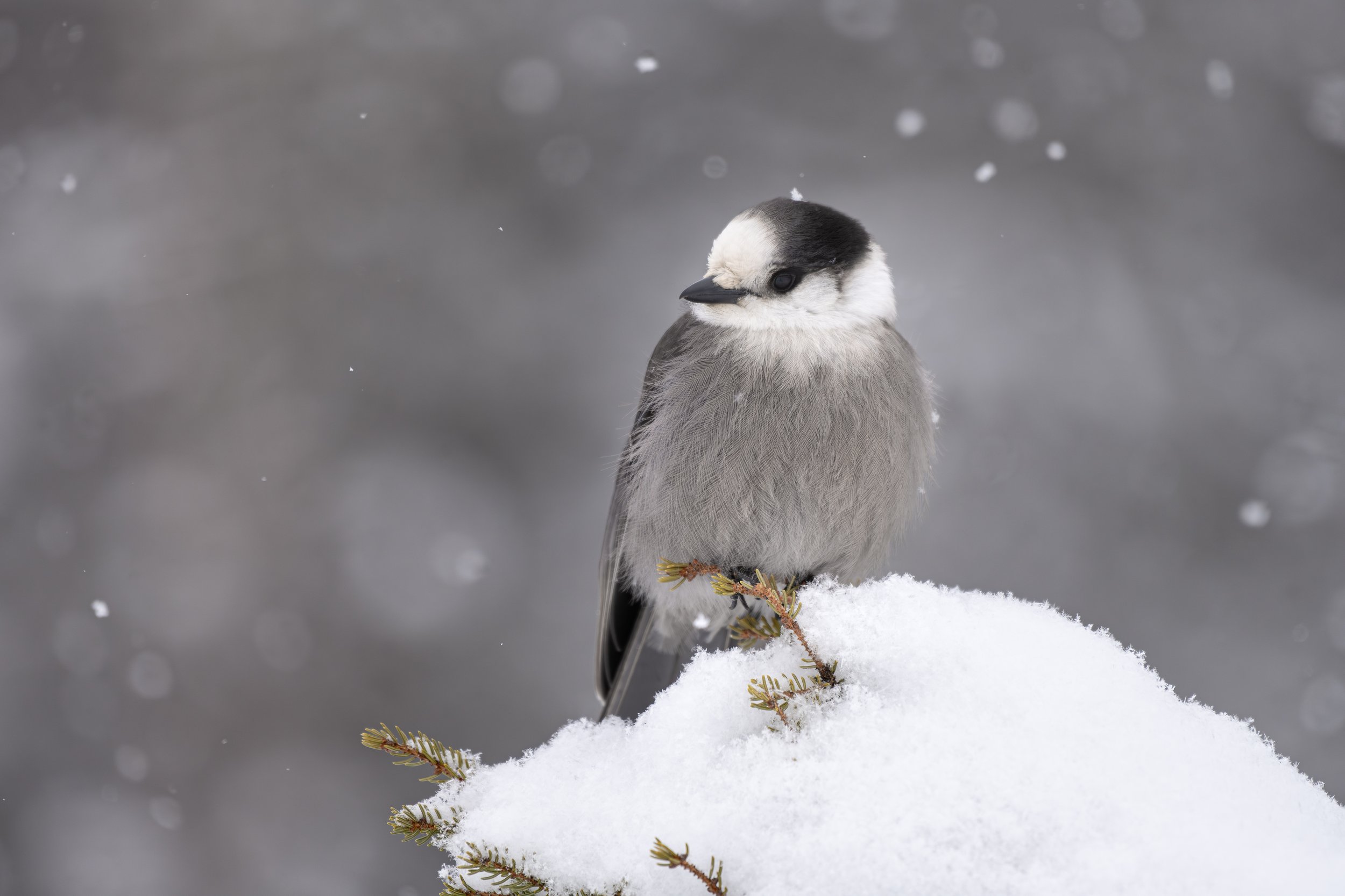 SilvioOConte-Vermont-Bird-Wildlife-GrayJay-Snowing-Photography.jpg