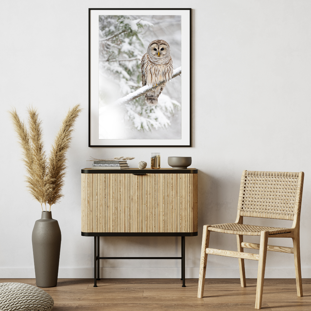 Winter Hardened - Barred Owl From Colchester, Vermont | Wildlife Photography Print