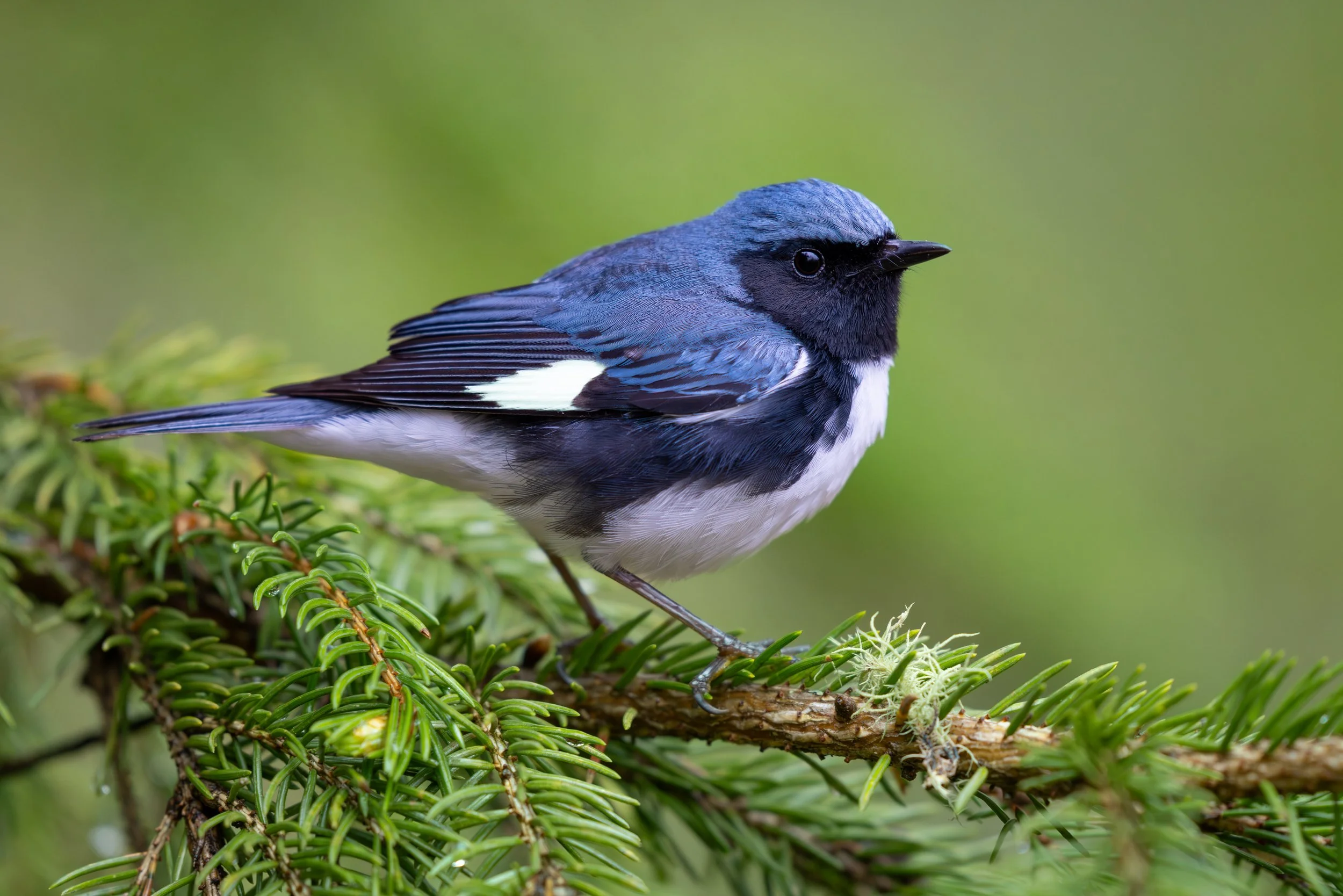 Vermont-Portrait-Bird-Black-throated-Blue-Warbler-Wildlife-Photography.jpg (Copy)