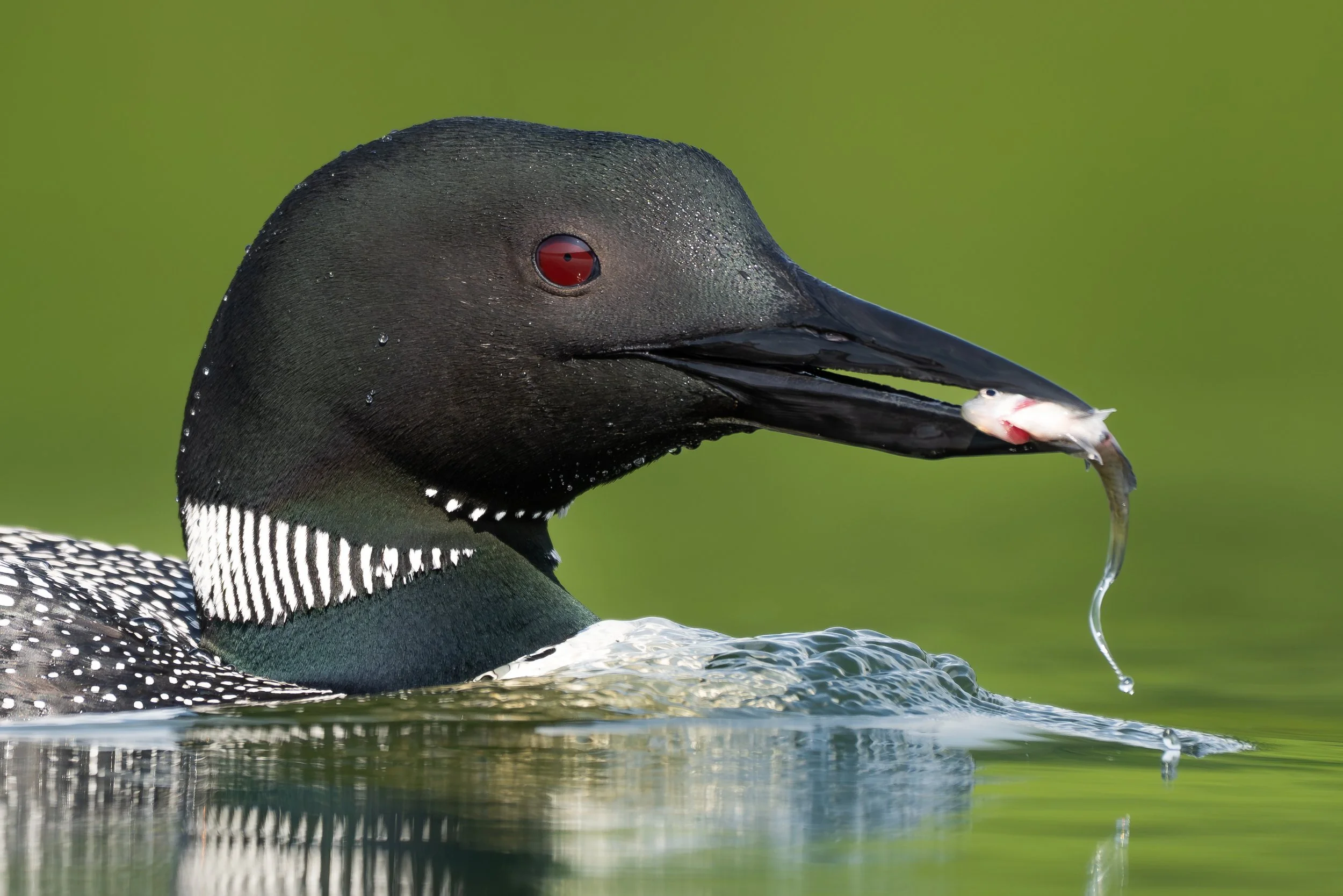 Vermont-Feeding-Action-Portrait-Wildlife-Bird-Common-Loon-Photography.jpg