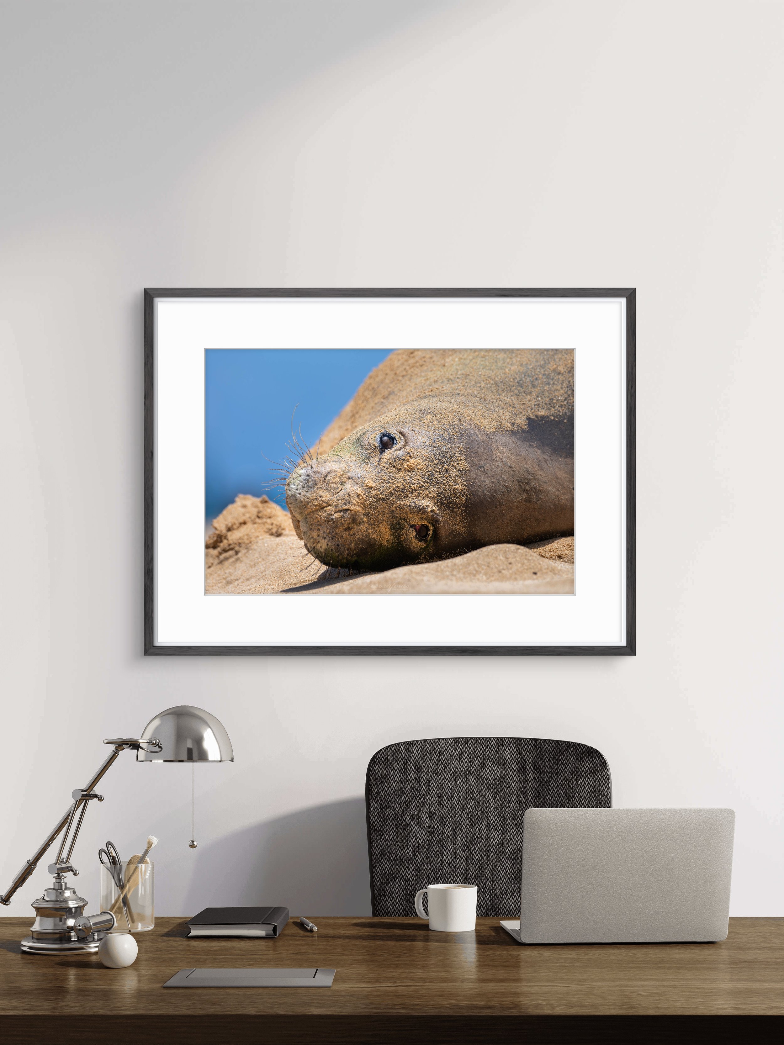 Tender Glance - Hawaiian Monk Seal From Poipu, Hawaii | Wildlife Photography Print