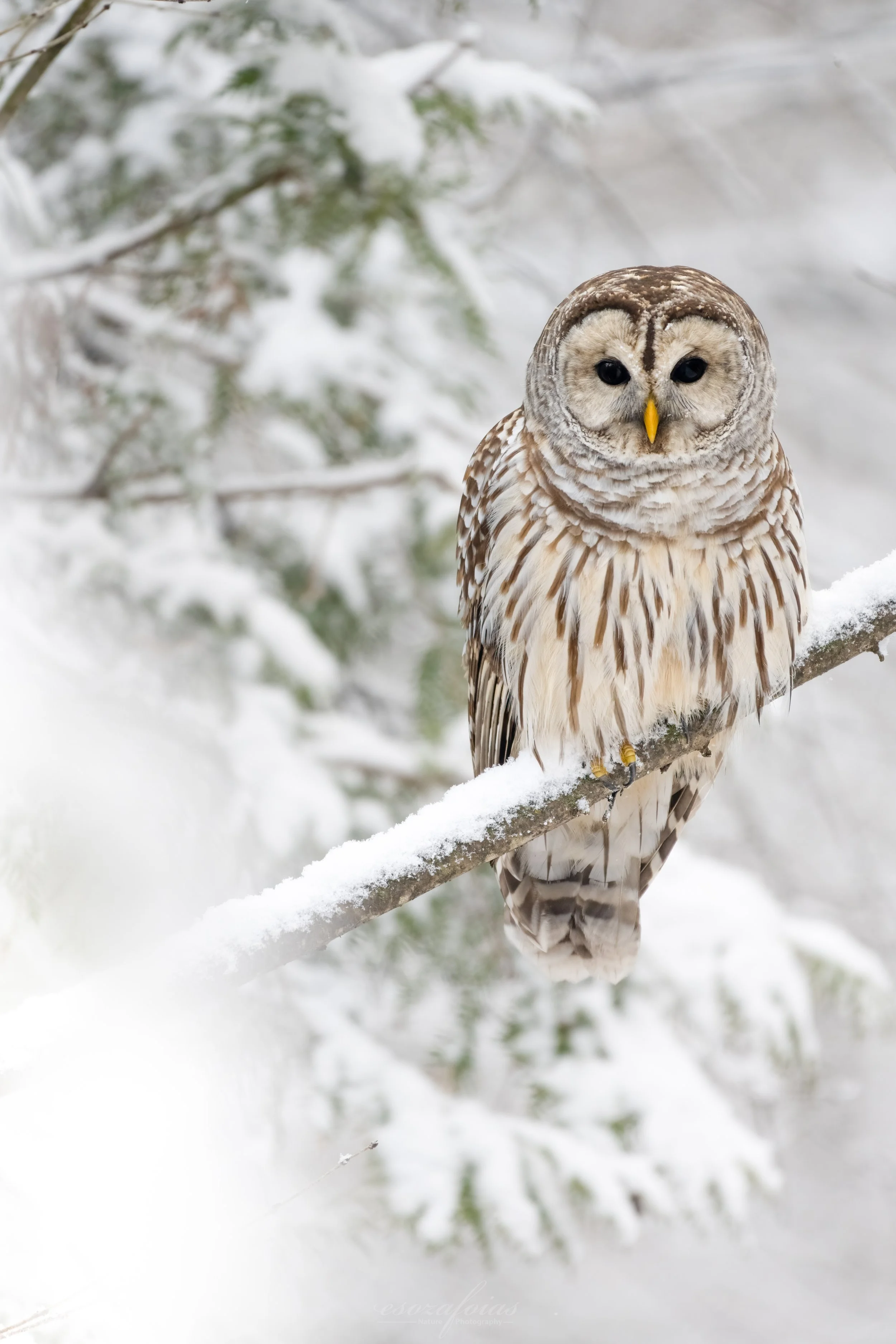 Vermont-Portrait-Snow-Barred-Owl-Bird-Wildlife-Photography.jpg (Copy)