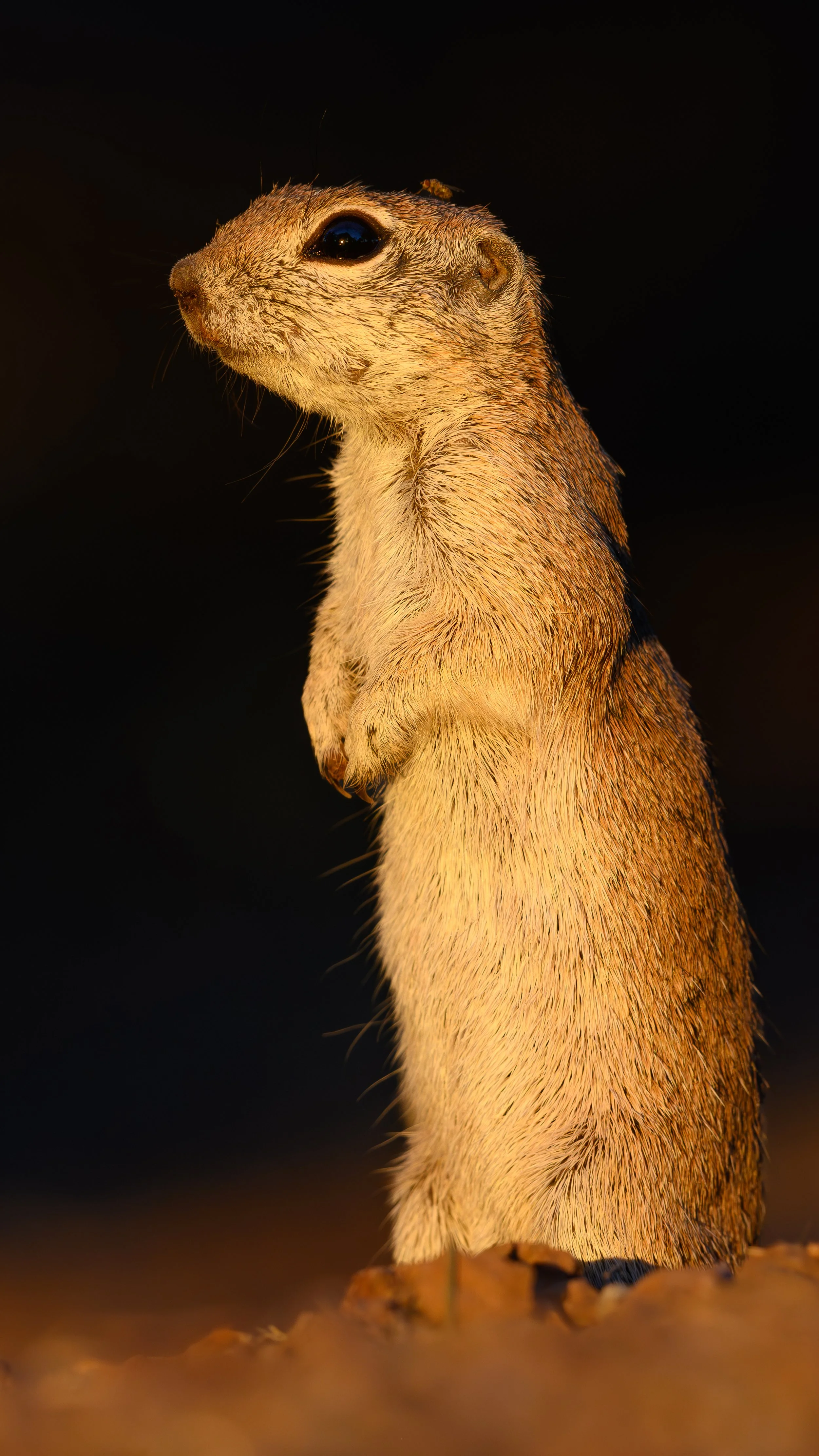 DSC_9522.jpg