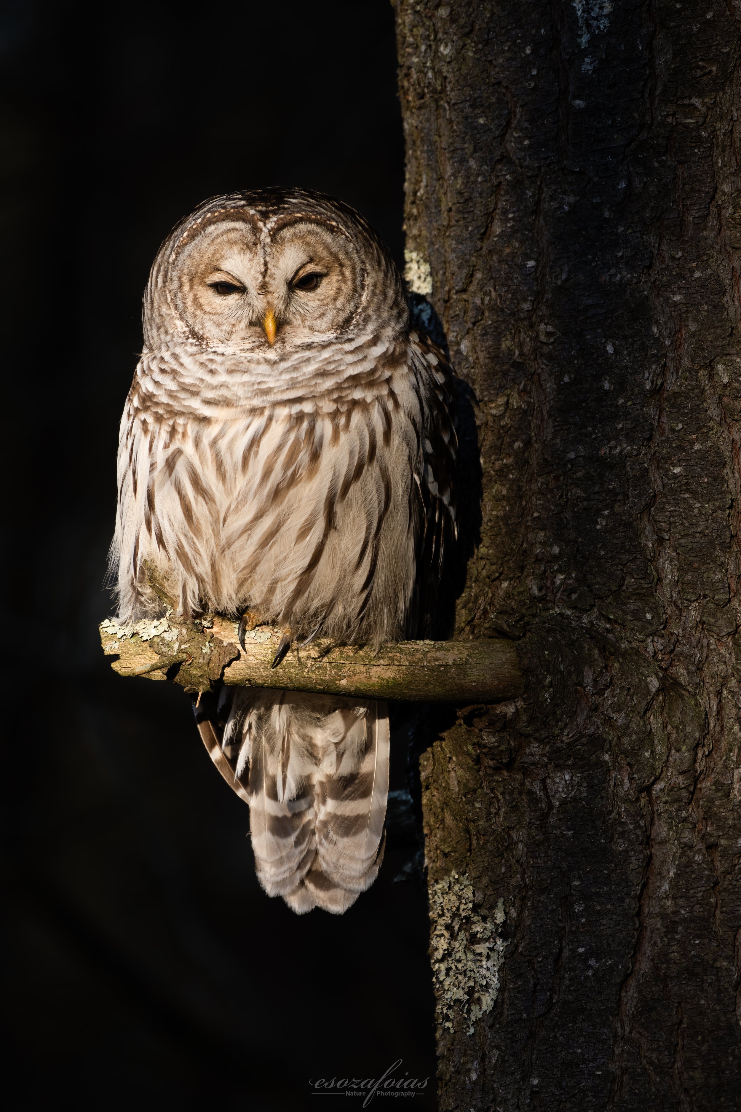 Vermont-Portrait-Spot-Light--Barred-Owl-Bird-Wildlife-Photography.JPG (Copy)