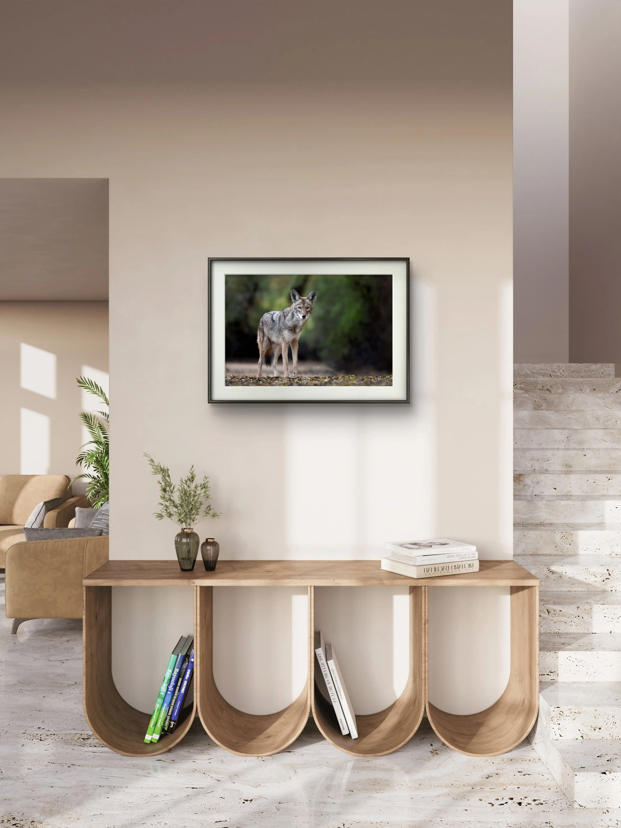 Coyote's Curiosity - Coyote From Gilbert, Arizona | Wildlife Photography Print