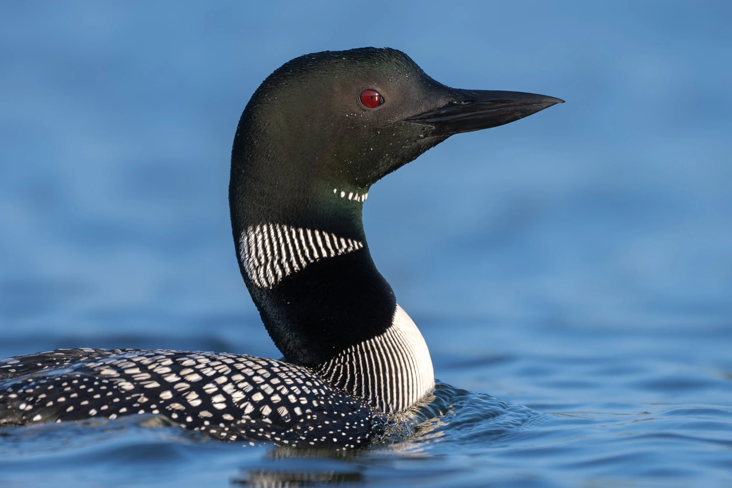Vermont-Blue-Portrait-Wildlife-Bird-Common-Loon-Photography.jpg
