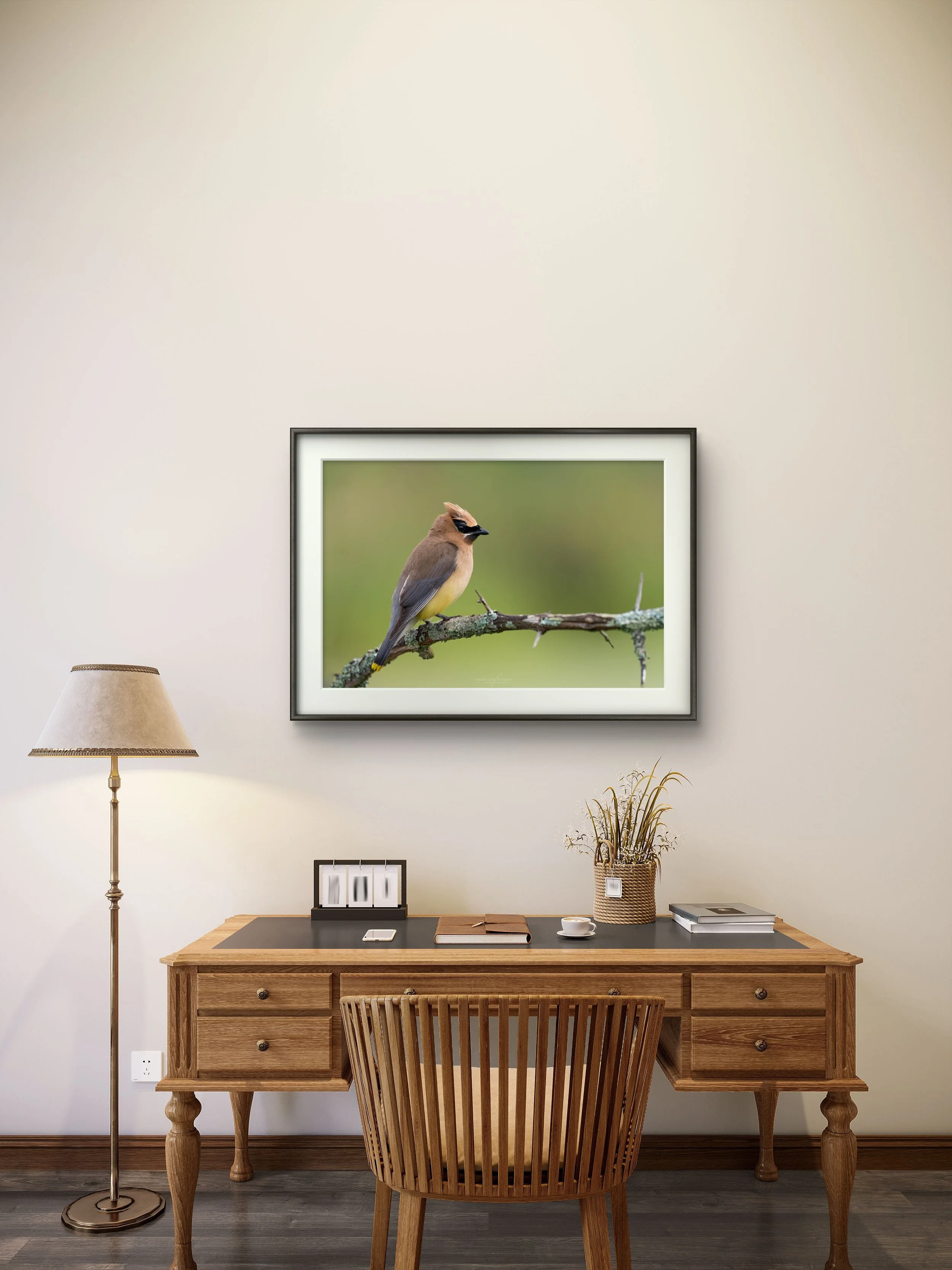 Nomad - Cedar Waxwing From Williamstown, Massachusetts | Wildlife Photography Print