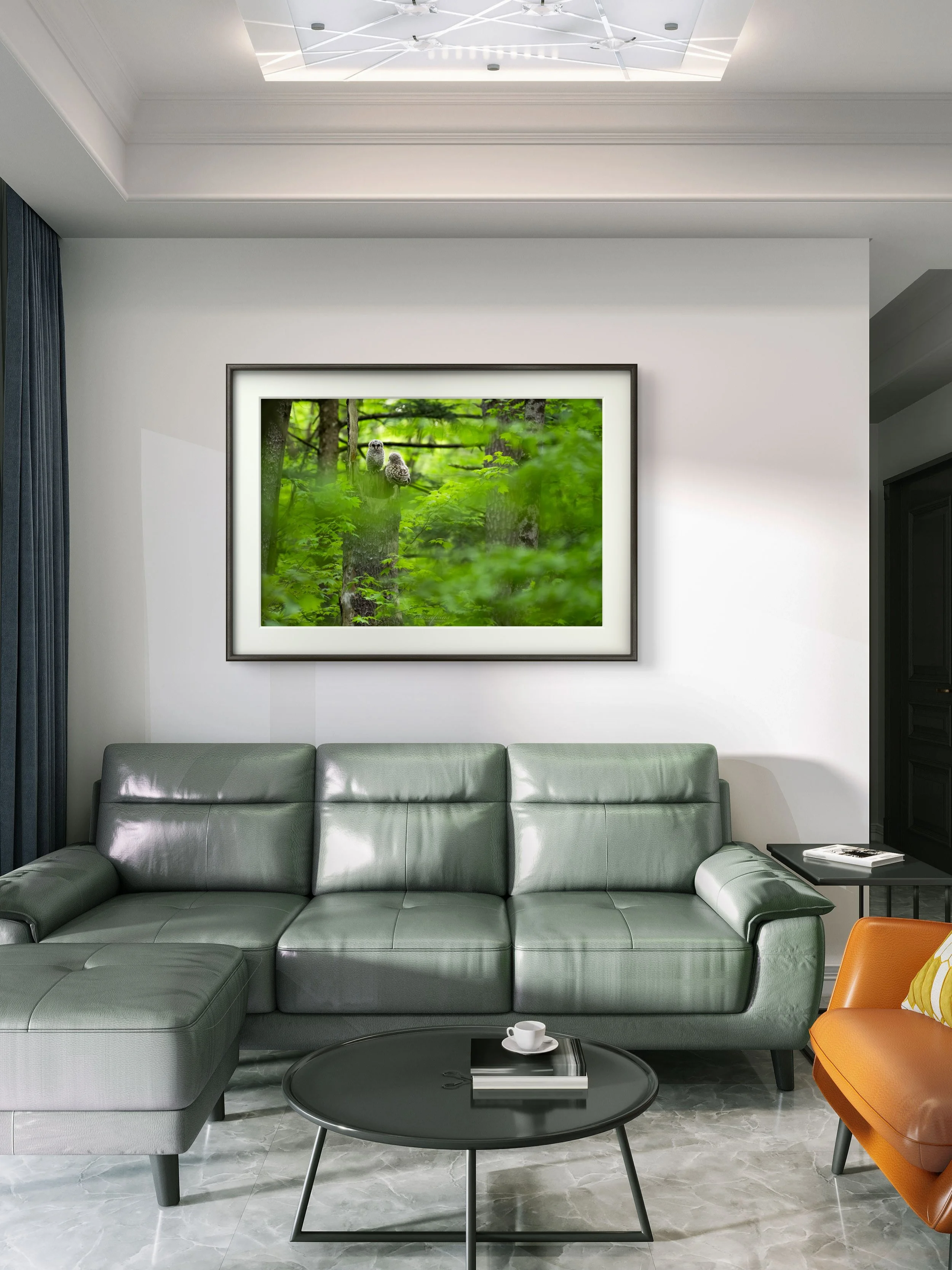 Barred Siblings - Barred Owl Chicks from Shelburne, Vermont | Wildlife Photography Print