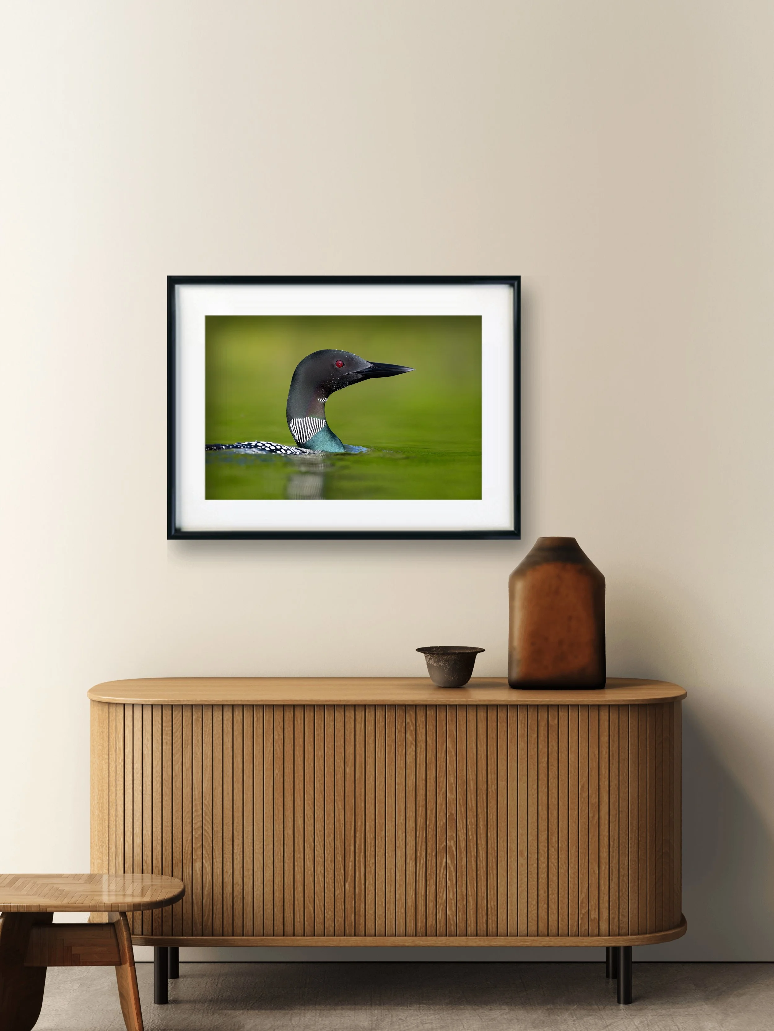 Intruder - Common Loon From Berlin, Vermont | Wildlife Photography Print
