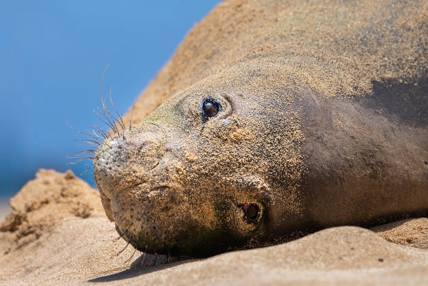 Hawaii-Portrait-Beach-Endangered-Eye-Contact-Hawaiian-Monk-Seal-Mammal-Nature-Wildlife-Photography.jpg