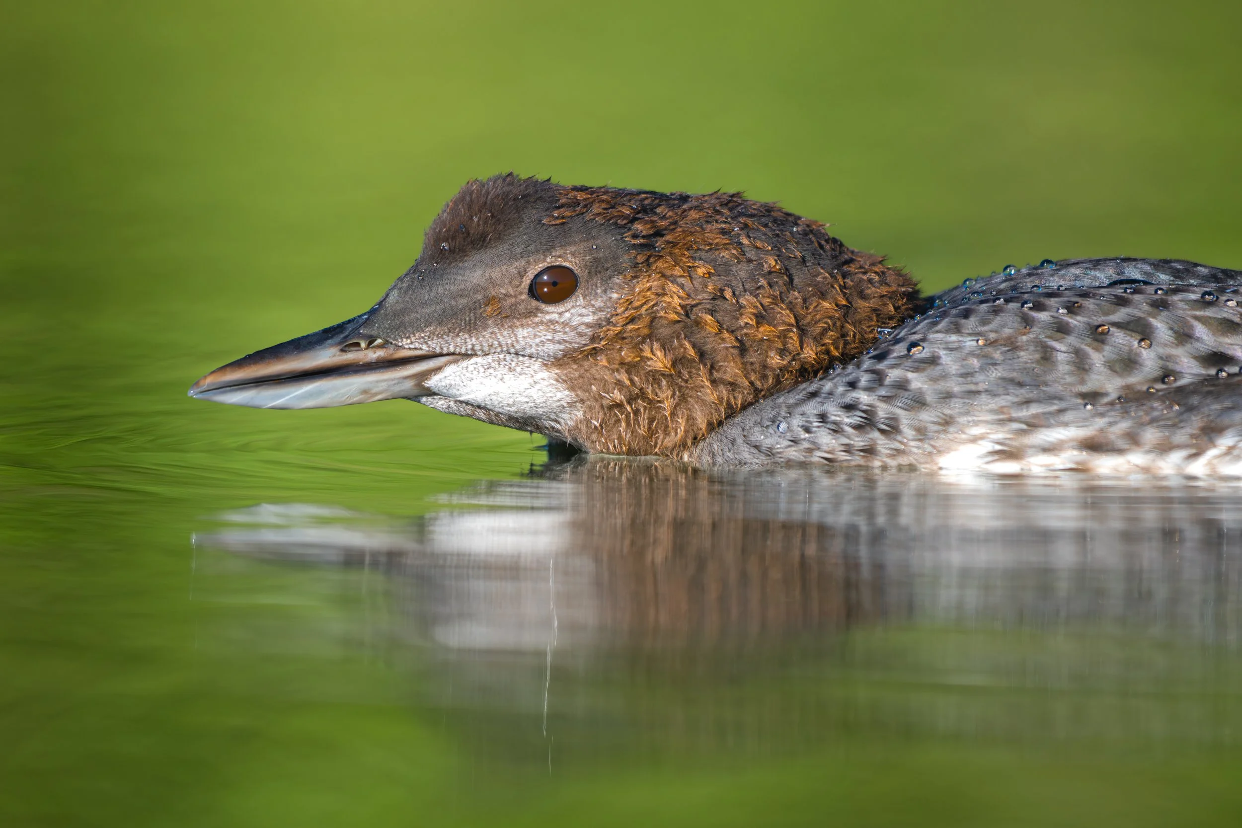 Vermont-Portrait-Bird-Wildlife-Loon's-Mane-Molting-Chick-Common-Loon-Photography.jpg