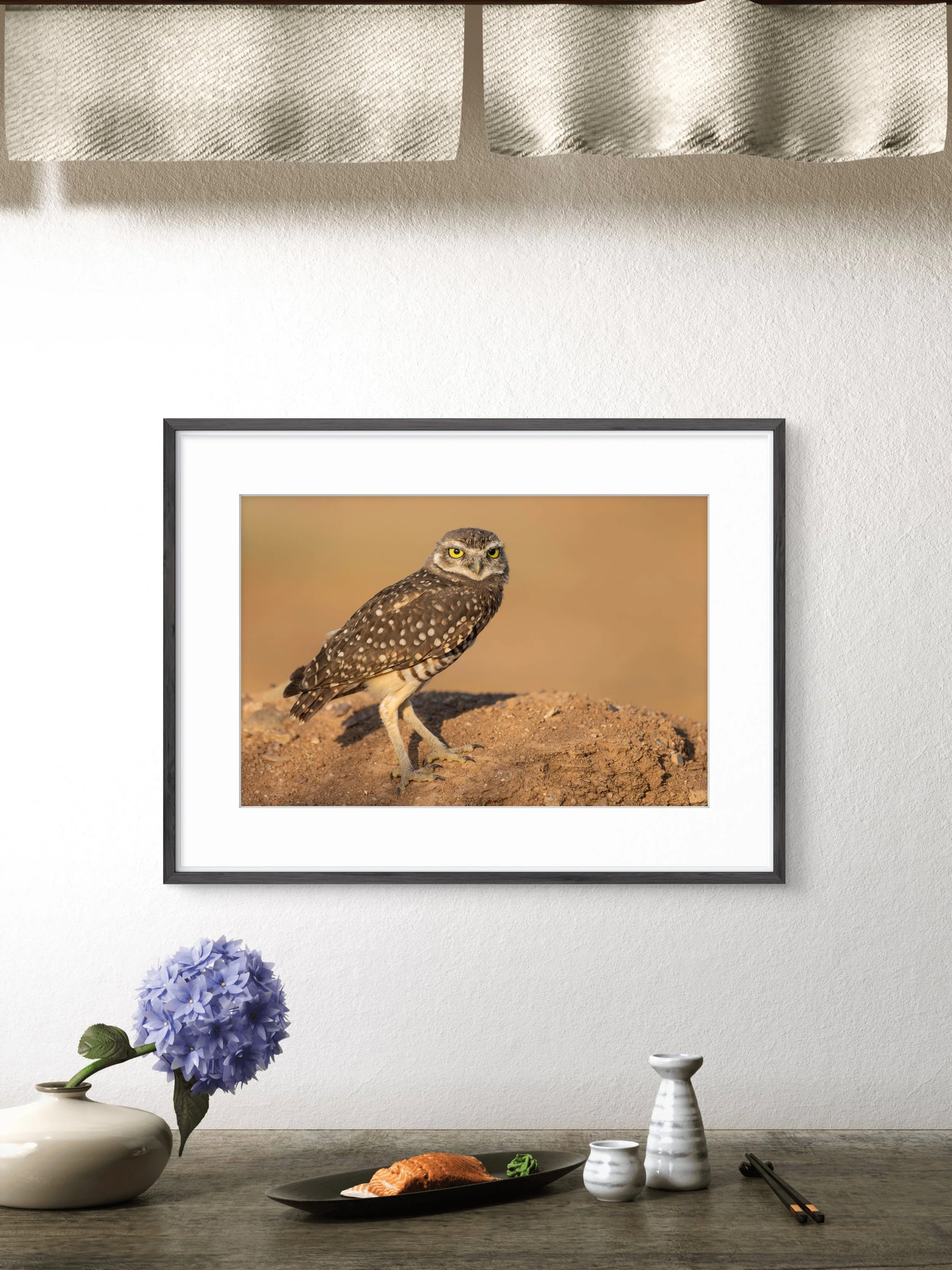Golden - Burrowing Owl From Scottsdale, Arizona | Wildlife Photography Print