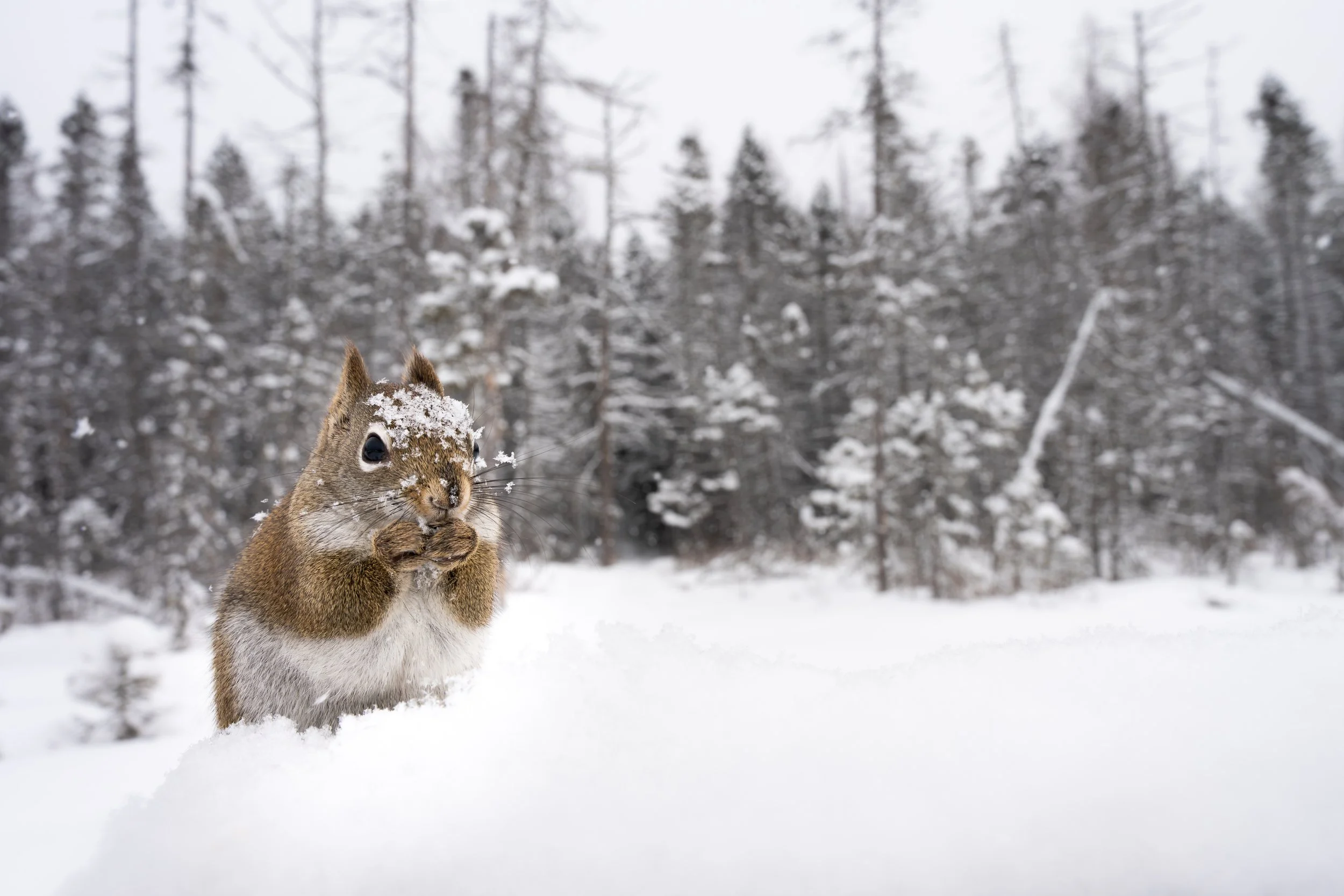 SilvioOConte-Vermont-Mammal-RedSquirrel-Snow-Wideangle-Photography.jpg