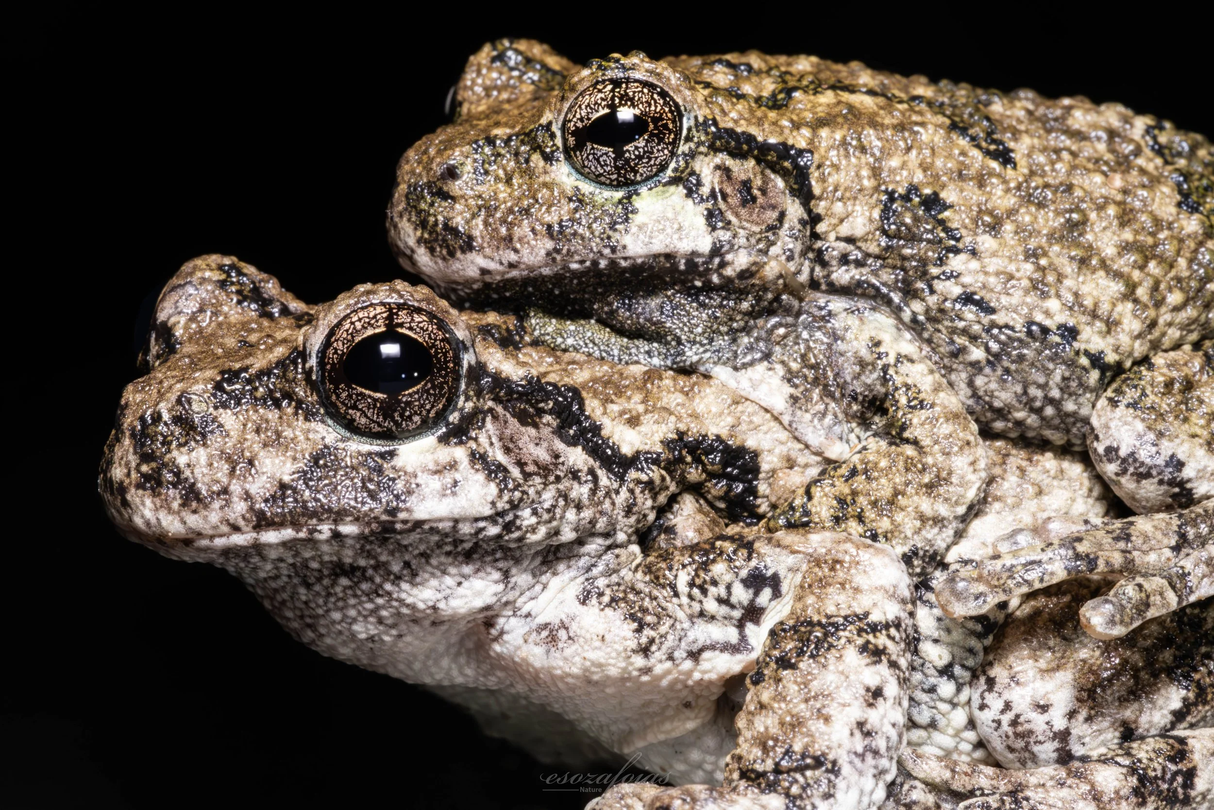 Vermont-Massachusetts-Portrait-Mating-Amplexus-Gray-Treefrog-Frog-Herpetology-Amphibian-Wildlife-Photography.JPG