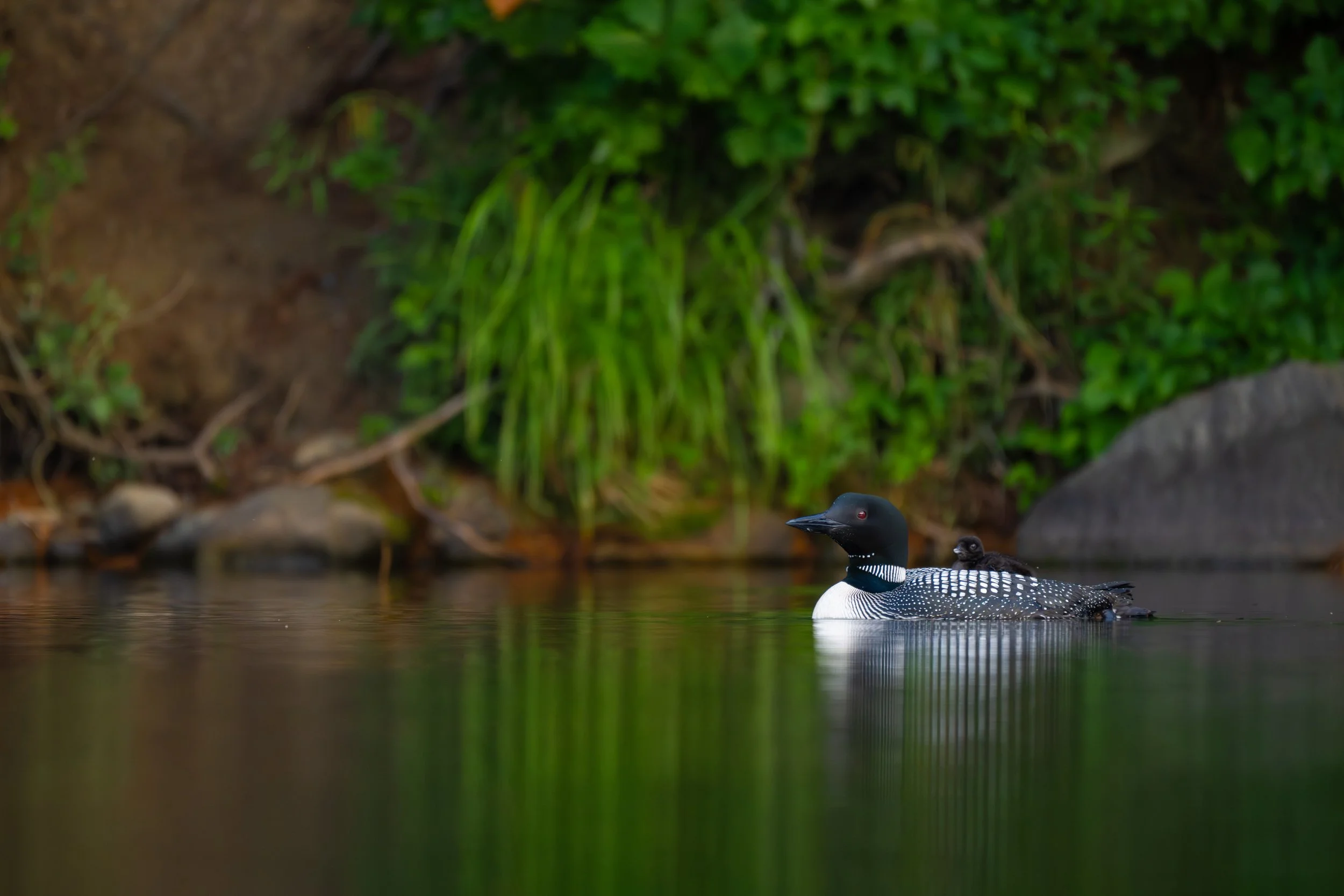 Vermont-Chick-on-Back-Environmental-Wildlife-Bird-Common-Loon-Photography.jpg