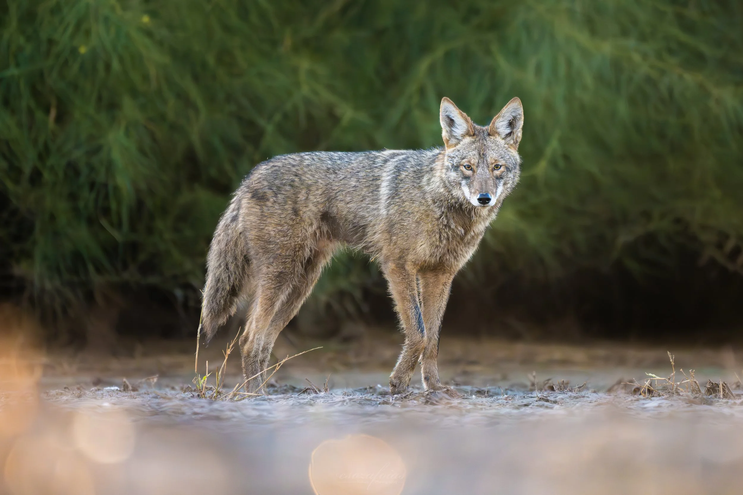Arizona-Portrait-Coyote-Mammal-Wildlife-Photography.jpg