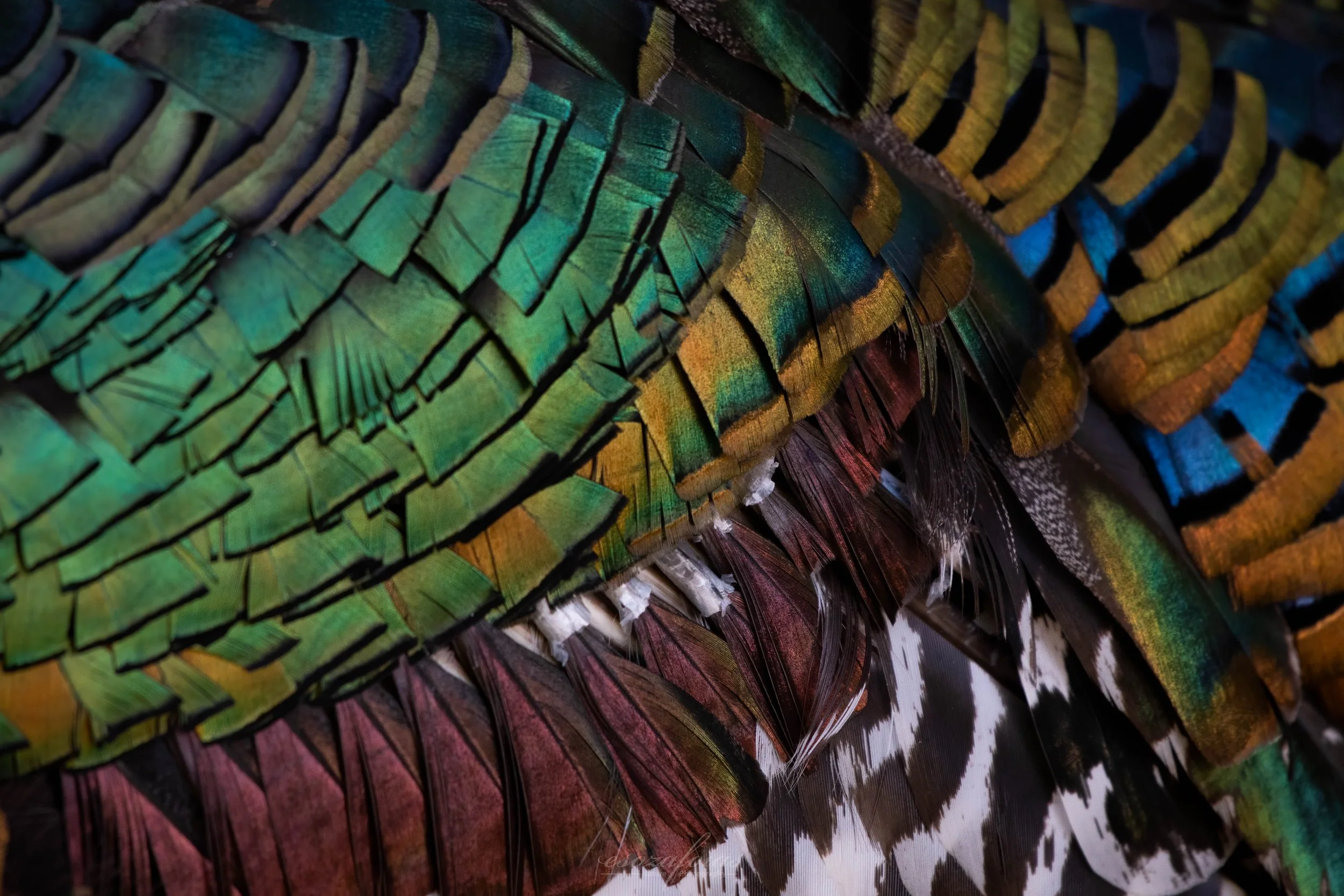 Wildlife-Guatemala-Iridescence-Feathers-Bird-Occelated-Turkey-Photography.jpg